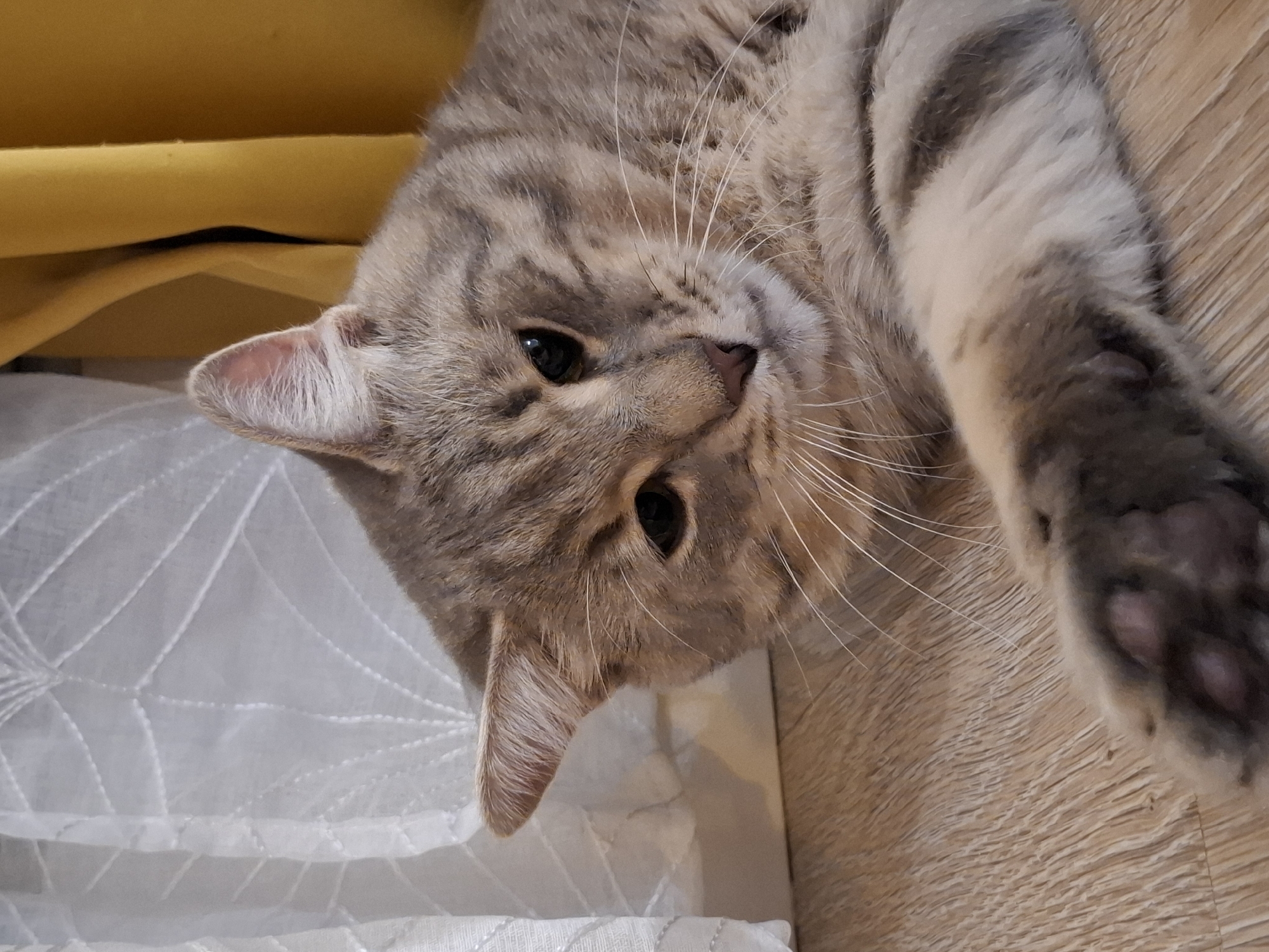 A grey tabby cat lies on a light-colored wooden floor, partially obscured by sheer white curtains on the left and yellow curtains on the right. The cat is positioned in the foreground, with its head turned towards the viewer and its body stretched out. Its fur is a mix of grey and brown stripes, and its eyes are dark and partially closed. One of its front paws is extended forward, showing its pink toe beans. The background is out of focus, with the curtains and a hint of a wall visible. The scene appears to be indoors, likely in a home environment. The specific location in Zemun Urban Municipality, Serbia cannot be determined from the visual information provided in the image.