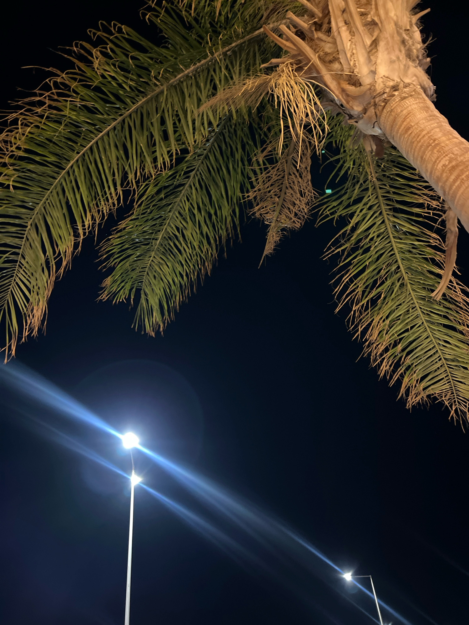 The image, taken at night in Sharm El Sheikh, Egypt, captures a low-angle view of a palm tree's fronds and trunk against a dark sky. Two streetlights are visible in the lower portion of the frame, emitting bright beams of light that create lens flares. The streetlight on the left is closer to the viewer and more prominent, with its light extending diagonally upwards and to the right. A second streetlight is further in the distance, appearing smaller and also illuminated. The palm tree's fronds are a vibrant green, with some drier, brown fronds also present. The trunk is textured and shows the characteristic fibrous pattern of a palm tree. The overall scene conveys a nighttime ambiance typical of a warm climate.