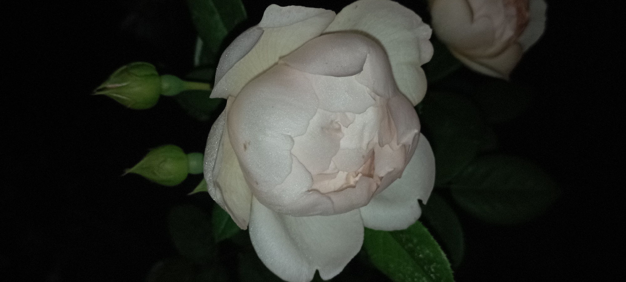 The image shows a close-up of a pale pink rose bloom with dew drops on its petals. The rose is in focus and the background is dark and out of focus, suggesting it was taken at night or in low light conditions. Two green rose buds are visible above and behind the main bloom. A portion of another rose bloom is visible in the lower right corner, also out of focus. The scene depicts a garden setting with dark leaves surrounding the roses. There is no indication of the city of Radisne, Ukraine.