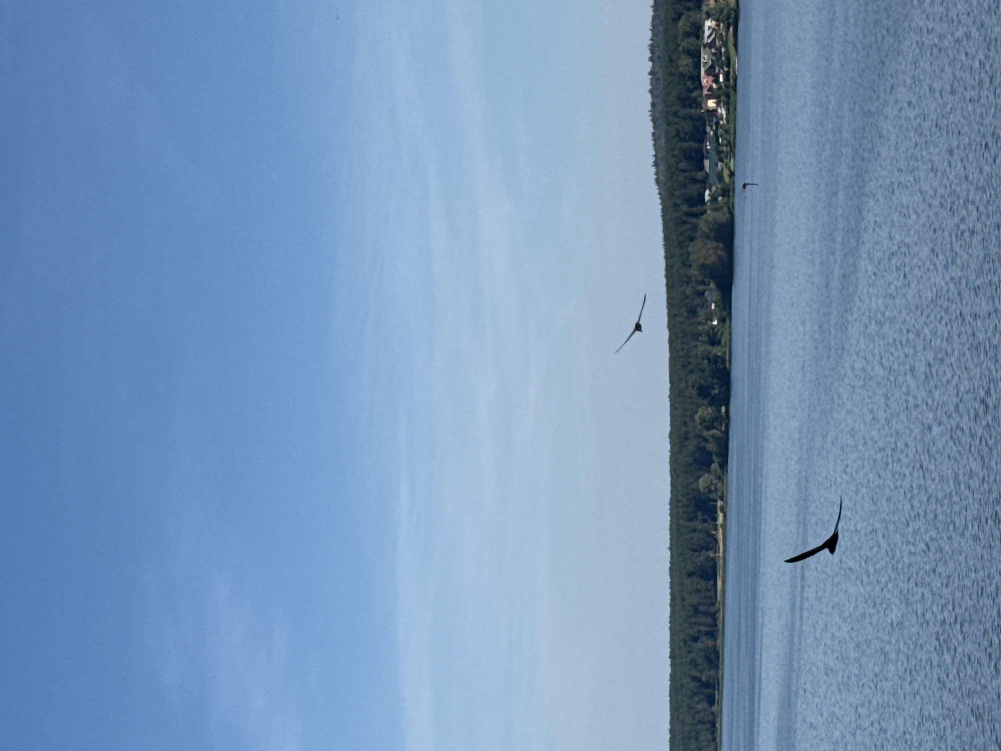 This is an outdoor, landscape photograph taken during the daytime. The scene depicts a wide, calm body of water, likely a lake or reservoir, reflecting a clear blue sky with scattered, wispy clouds. A dense, dark green forest lines the horizon of the water, with a small settlement of buildings visible amongst the trees. In the foreground, there are at least three birds in flight over the water. One bird is prominently featured in the lower left quadrant of the image, with its wings spread wide. Another bird is visible higher up and to the right, also in mid-flight. A third, smaller bird is seen further in the distance, near the horizon. The overall impression is one of natural tranquility and open space.