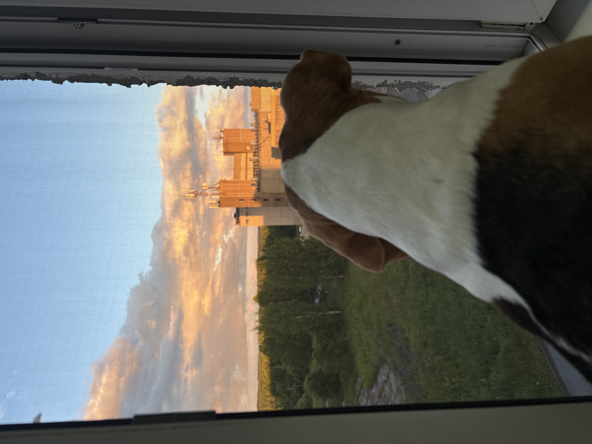 The image shows a dog looking out of a window. The dog's head and back are visible, with its fur being a mix of brown, white, and black. The window has a screen, and through the screen, a sky with dramatic clouds lit by the setting sun can be seen. The clouds are a vibrant orange and yellow, indicating sunset or sunrise. Below the sky, there is a distant view of some buildings with orange facades, and a lush green landscape with trees. The overall scene suggests it is late afternoon or early evening. The setting appears to be residential, likely from an apartment or house with a view of the sky and some greenery. There is no visible text in the image. The location context is Марковский, Russia.
