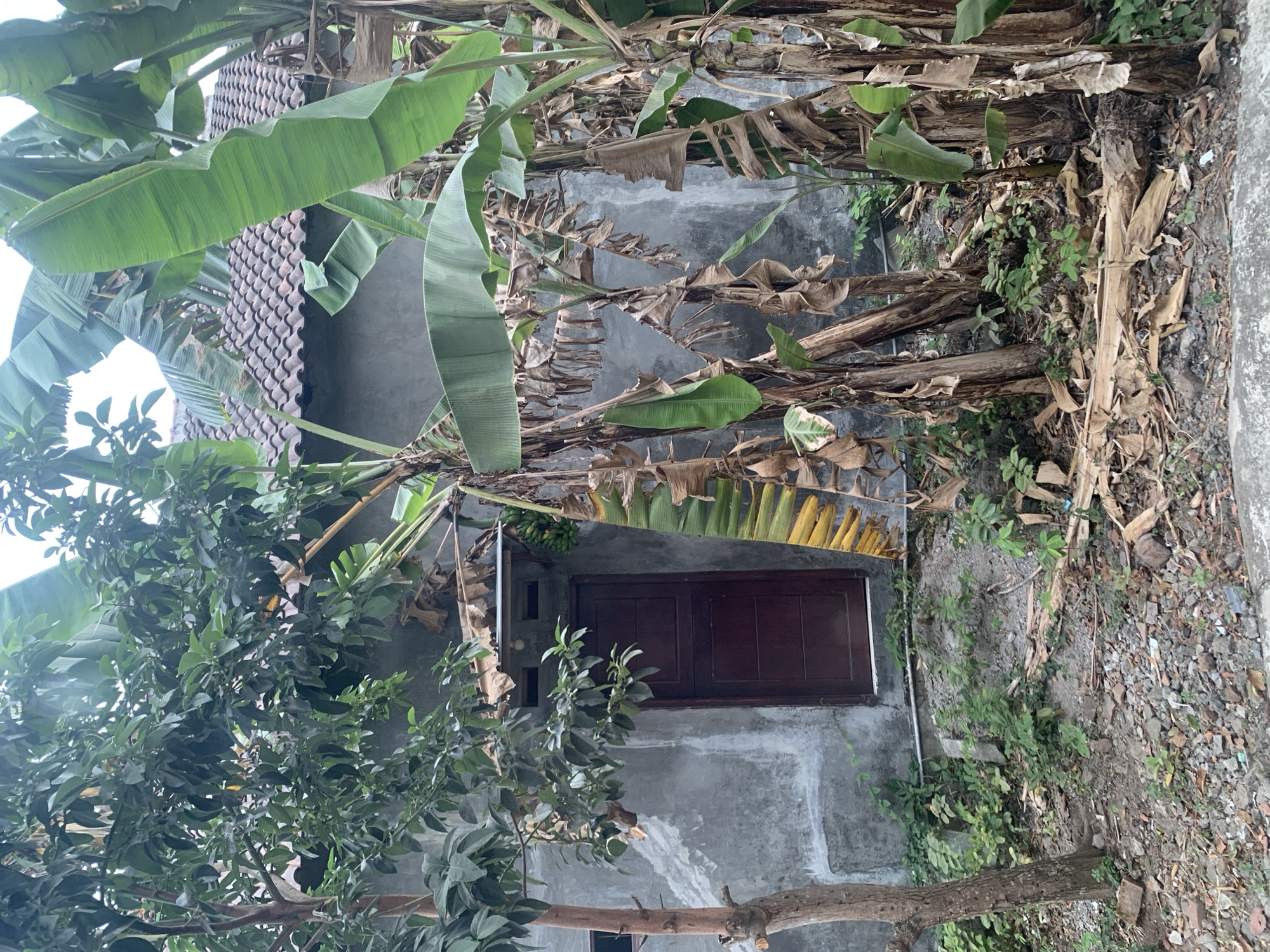 In the city of Dukuh Mojo, Indonesia, a front view shows a rustic, gray concrete building with a dark brown wooden door. The door is flanked by banana trees, some with lush green leaves and others with dry, brown foliage, indicating a tropical environment. To the left of the door, a smaller tree with green leaves is visible. The ground is covered with loose stones, dirt, and dry leaves. The building's roof is made of terracotta tiles. The scene appears to be an outdoor area of a residential property.