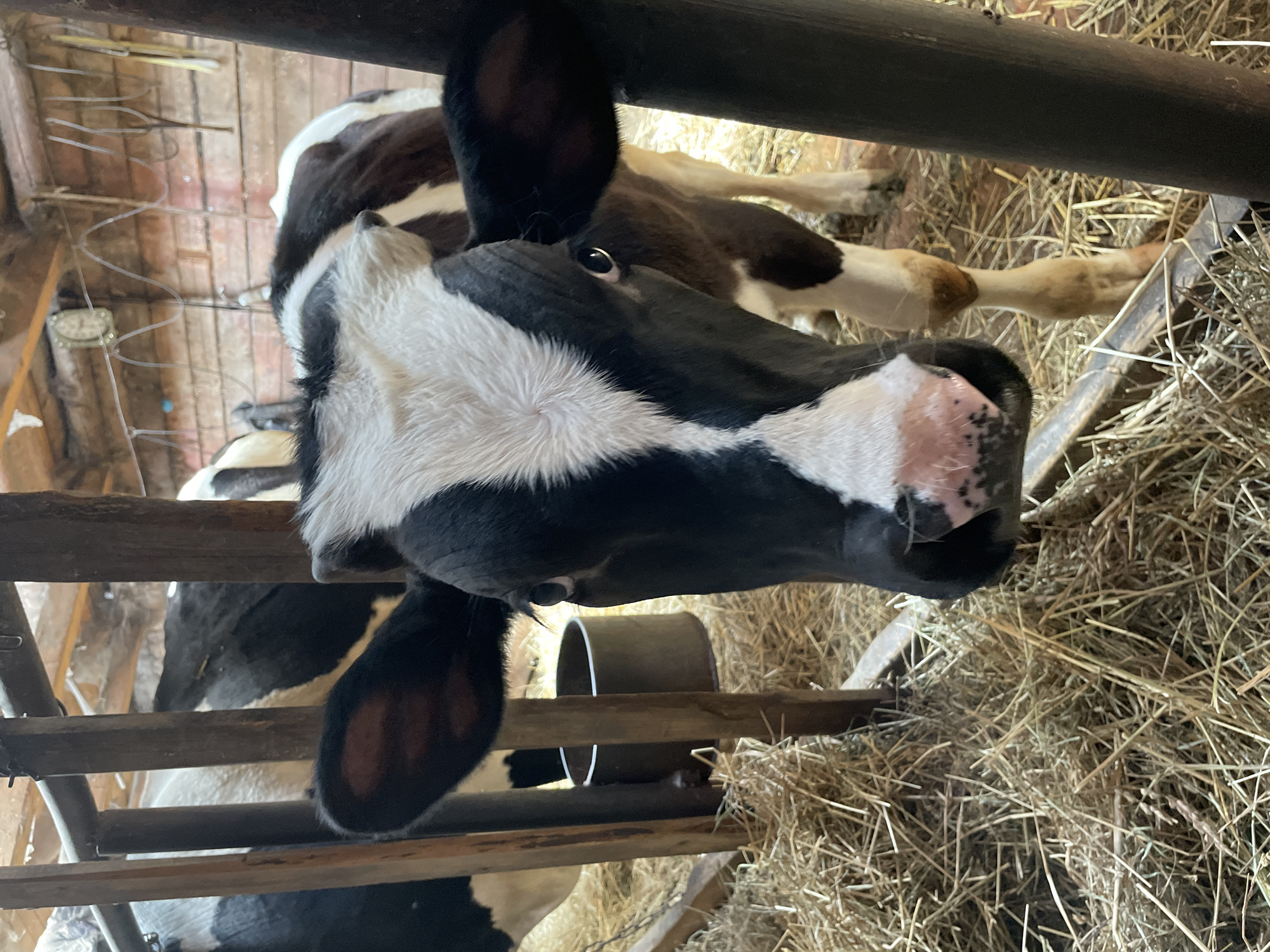 The image depicts a black and white cow in what appears to be a barn in Stepanovo, Russia. The cow is behind a wooden fence or barrier, with hay visible in the foreground and background. The cow's head is turned towards the camera, with a distinctive black and white pattern on its face. Another cow, or possibly a calf, is visible in the background, lying down. The overall setting is rustic and agricultural.