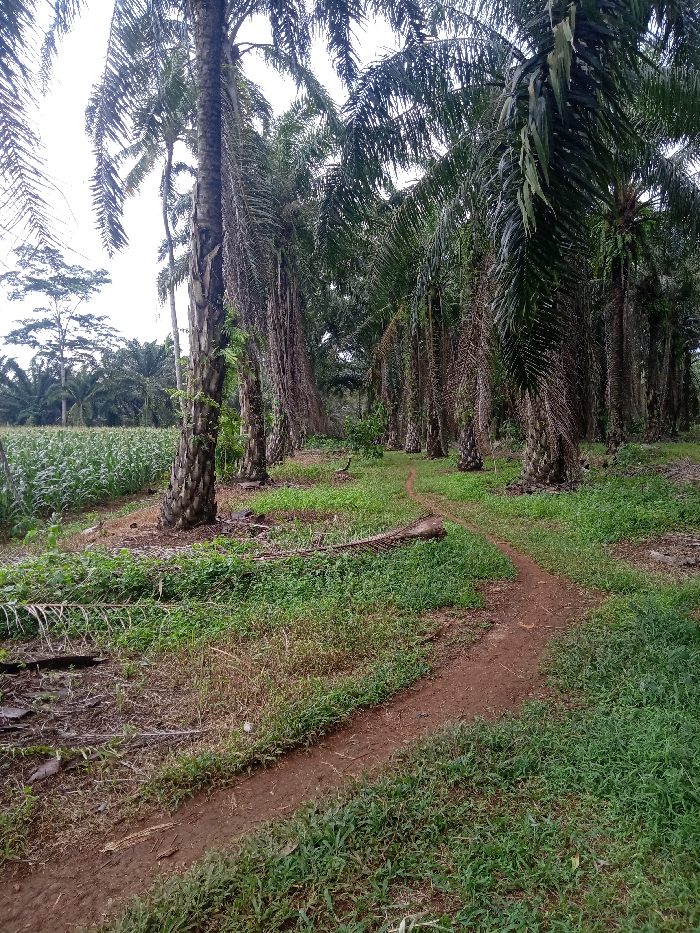 This image presents a verdant agricultural landscape, likely a palm oil plantation, in Selagai Lingga, Indonesia. The scene is dominated by numerous tall, mature palm trees with rugged trunks and lush green fronds, which line the right side of the frame in multiple rows, stretching into the background.
A narrow, winding dirt path, reddish-brown in hue, meanders through the foreground and leads into the dense palm grove. The ground adjacent to the path and between the trees is covered in a rich carpet of vibrant green grass and other low-lying vegetation. In the lower-left, a fallen palm frond or branch rests on the grassy terrain.
To the left of the main palm tree line, a large field of what appears to be a younger crop, possibly corn or a similar plant, extends towards a distant treeline under a bright, overcast sky. The diffused lighting suggests it is daytime, possibly under heavy cloud cover, as there are no harsh shadows. No individuals or specific activities are visible, lending a peaceful and serene atmosphere to this rural setting. The combination of palm trees and a cultivated field highlights the agricultural nature of the area.