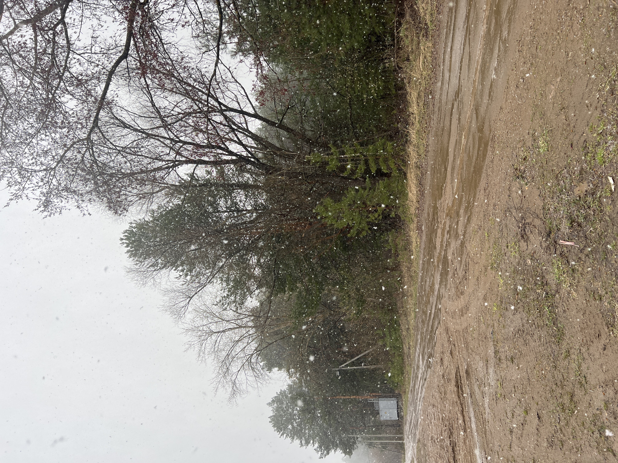 The image depicts a snowy scene, likely in a wooded or semi-rural area, during winter. The location is suggested to be Chaikovsky, Russia. The ground is a muddy path or road, reflecting light and water in the puddles. Snowflakes are visible in the air. A line of trees, both deciduous (bare branches) and coniferous (evergreen), runs along the left side of the path. In the distance, there's a structure with a utility box and power pole. The sky is overcast and indistinct due to the snowfall. There are no people visible in the scene.