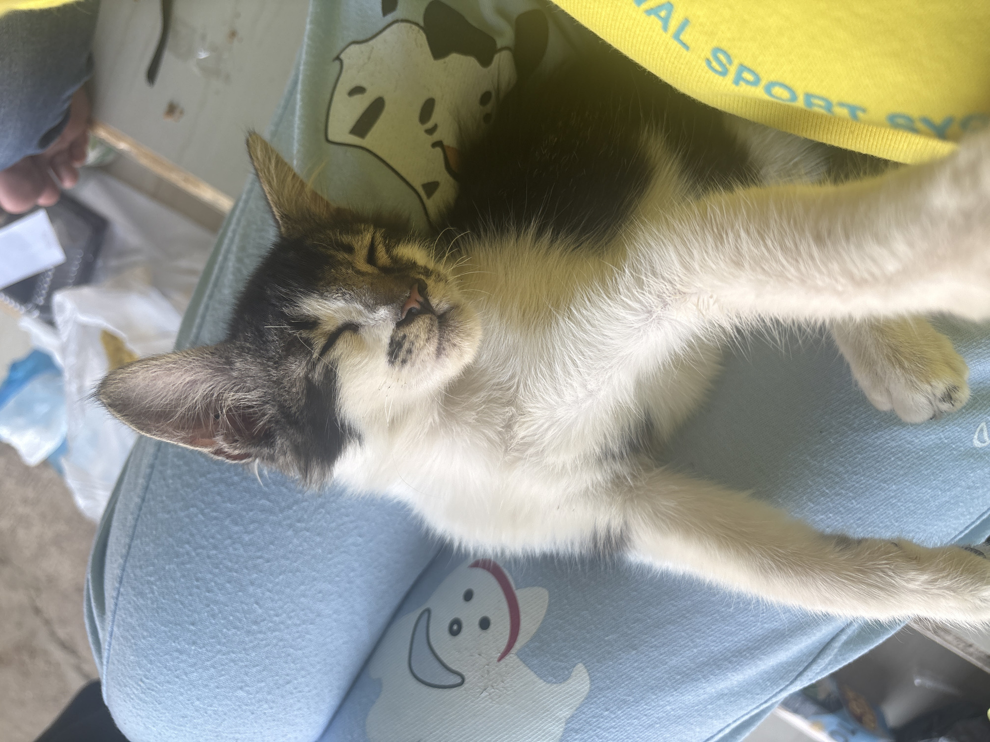 A domestic shorthair kitten sleeps peacefully on someone's lap. The kitten has a black and white coat with tabby markings on its face. Its eyes are closed, and its mouth is slightly open. The kitten is resting on light blue pants with a cartoon dog pattern. A yellow shirt is visible on the right side of the frame. The background is blurred and shows a floor and some scattered items, suggesting an indoor setting. The image appears to have been taken in Pasirlangu, Indonesia.