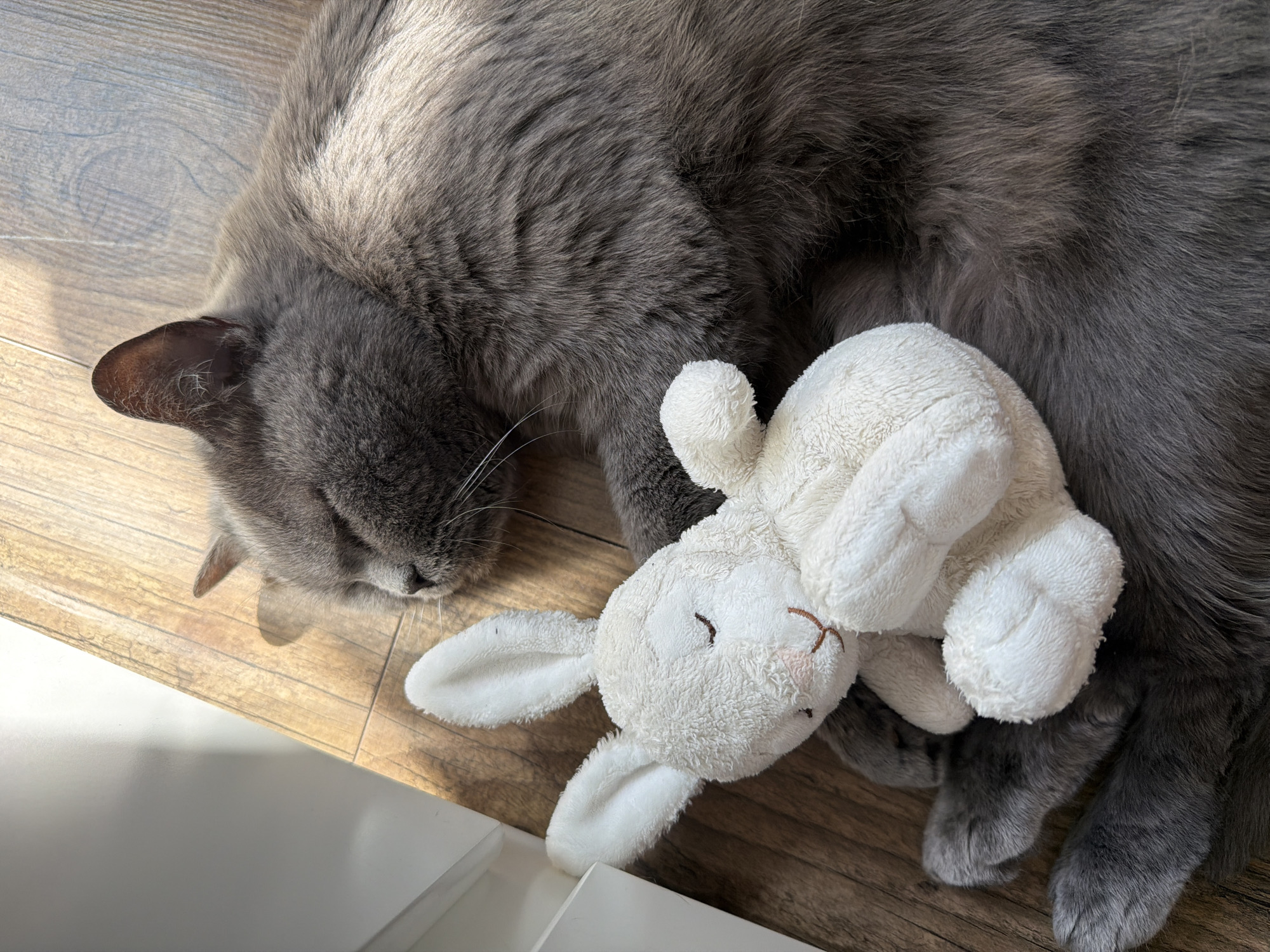 An overhead shot captures a fluffy, charcoal gray cat sleeping peacefully on a warm-toned wooden floor. The cat is curled up, with its head resting on its paws, eyes closed, and delicate whiskers visible. A beam of bright sunlight illuminates the scene from the left, casting strong highlights on the cat's dense fur and the wooden floor, suggesting it is daytime, possibly morning or afternoon. The sunlight creates subtle shadows beneath the cat and the adjacent objects.
Nestled close to the cat's body is a small, white, plush stuffed animal, which appears to be a bunny or a lamb, also seemingly asleep with its embroidered eyes closed and a small stitched mouth and nose. The cat's left ear is visible, featuring a darker brown interior. Its soft, thick fur shows variations in gray tones due to the light. Its paws are tucked beneath its body.
In the bottom left corner, a bright white surface, possibly a piece of furniture or baseboard, is visible, partially reflecting the sunlight. The wooden floor planks display a natural grain pattern. The overall atmosphere is calm and serene, conveying a sense of comfort and contentment. There is no visible text in the image. The location context for this indoor scene is Riga, Latvia.