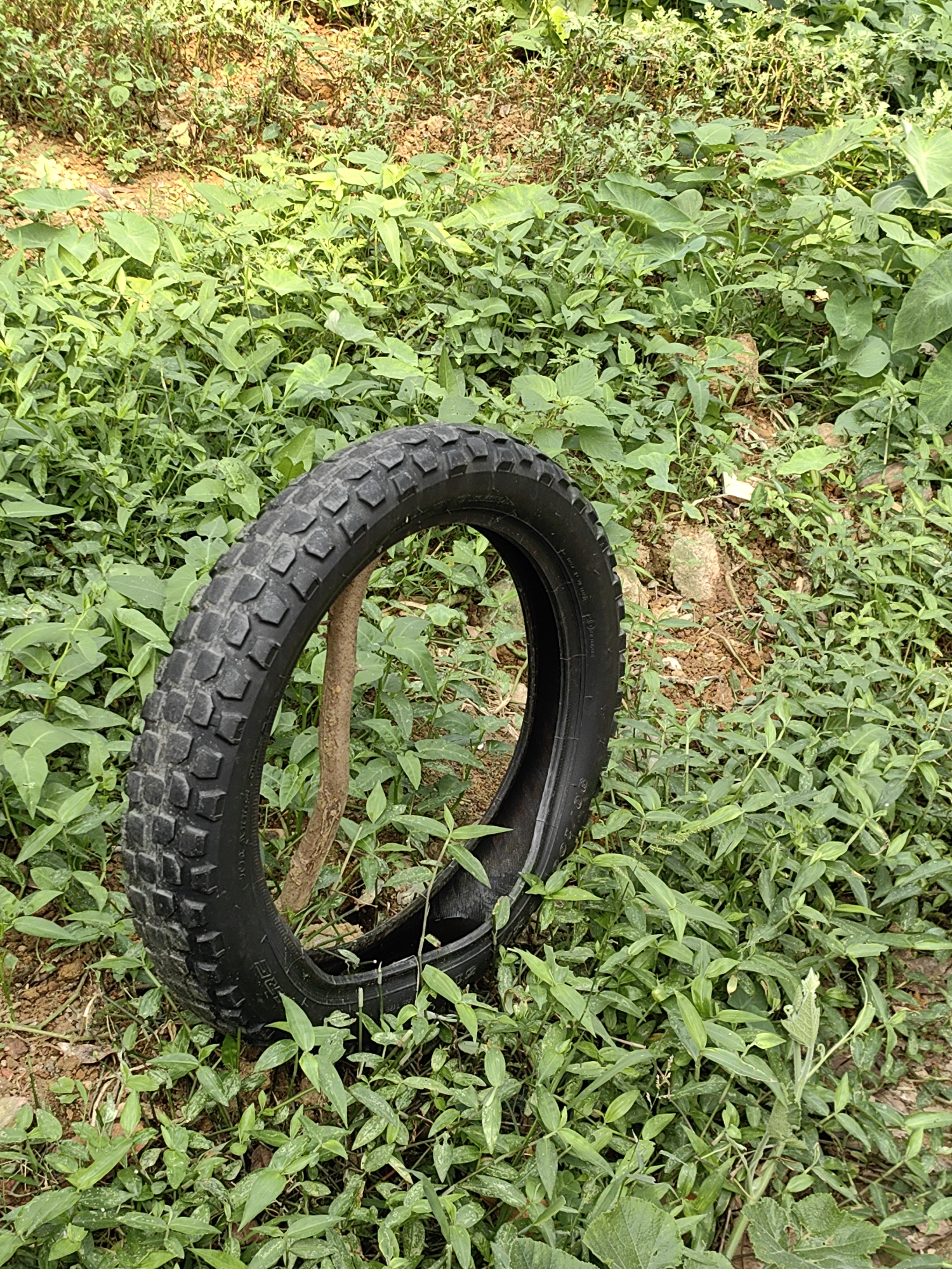The image shows a black tire standing upright in an overgrown grassy area in Thành phố Hà Giang, Vietnam. A thin, brown stick is lodged inside the tire, providing support. The ground is a mix of exposed reddish-brown soil and dense green vegetation. Various types of plants are present, including broad-leafed plants and smaller, ground-covering species. The environment appears unkempt and natural.