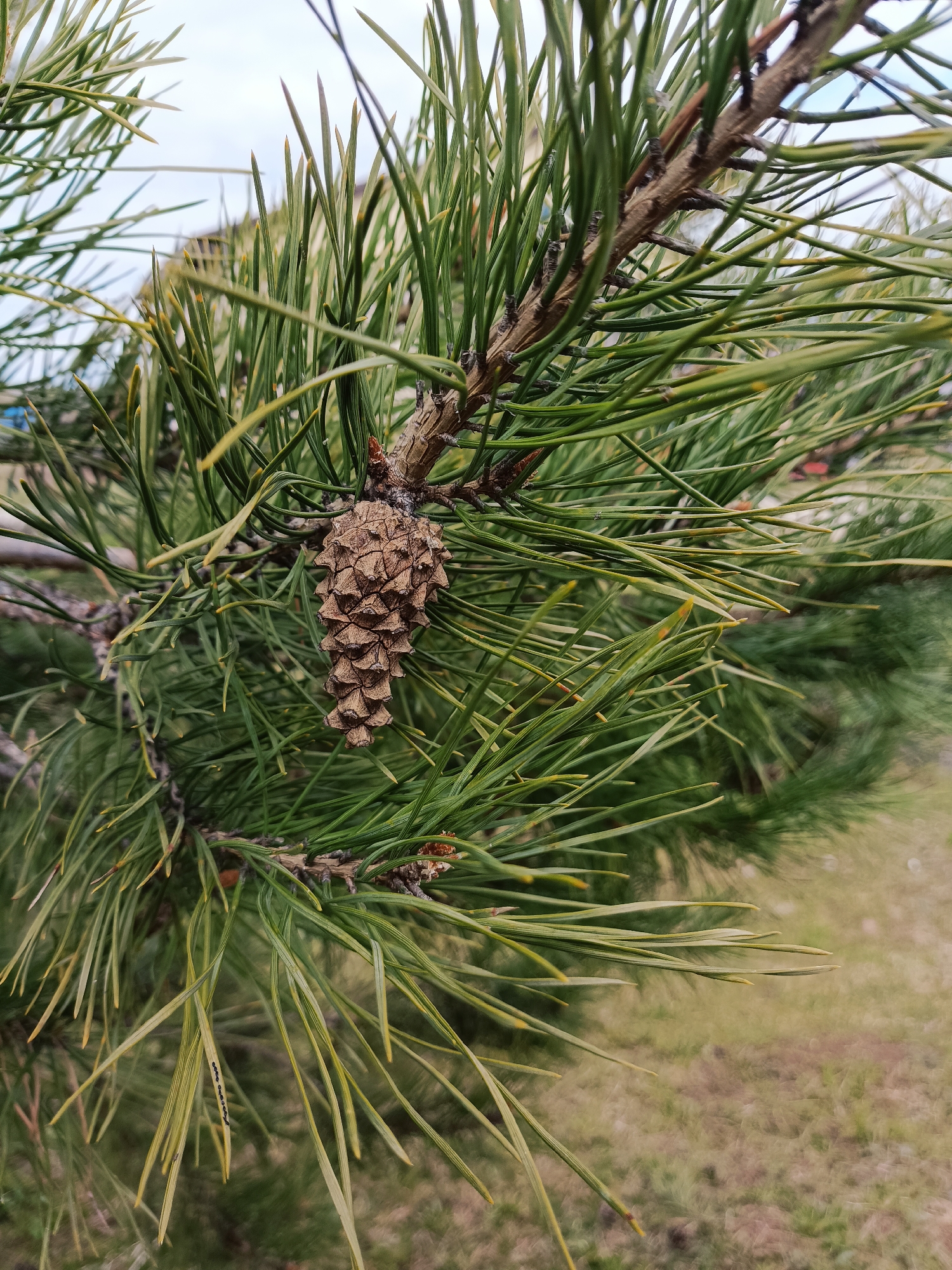 A close-up vertical shot captures a section of a pine tree branch with a prominent pine cone. The primary subjects are the vibrant green pine needles and a single, dried brown pine cone hanging from a branch. The pine cone, centrally placed and in sharp focus, exhibits a distinct scaled texture. The needles radiate outwards, displaying varying shades of green, with some tips showing a yellowish hue. The branch itself is brown and appears woody and textured.

The scene is outdoors, likely daytime, under an overcast sky which appears as a pale blue-grey in the blurred background. The ground, visible in the lower right and bottom, is out of focus, showing patches of light brown and green, suggesting grass or dry foliage. The overall impression is one of natural tranquility. No specific activity or event is taking place; it is a static nature photograph.

Notable details include the crisp focus on the pine cone and the immediate needles, contrasting with the soft, blurred background, creating a shallow depth of field. A closer inspection, aided by the cropped images, reveals a small line of tiny dark insects (possibly ants) marching along one of the pine needles towards the bottom left quadrant of the image. This small detail adds a subtle element of life to the otherwise serene natural setting. No text is visible in the image. The location context for this image is Barda, Russia.