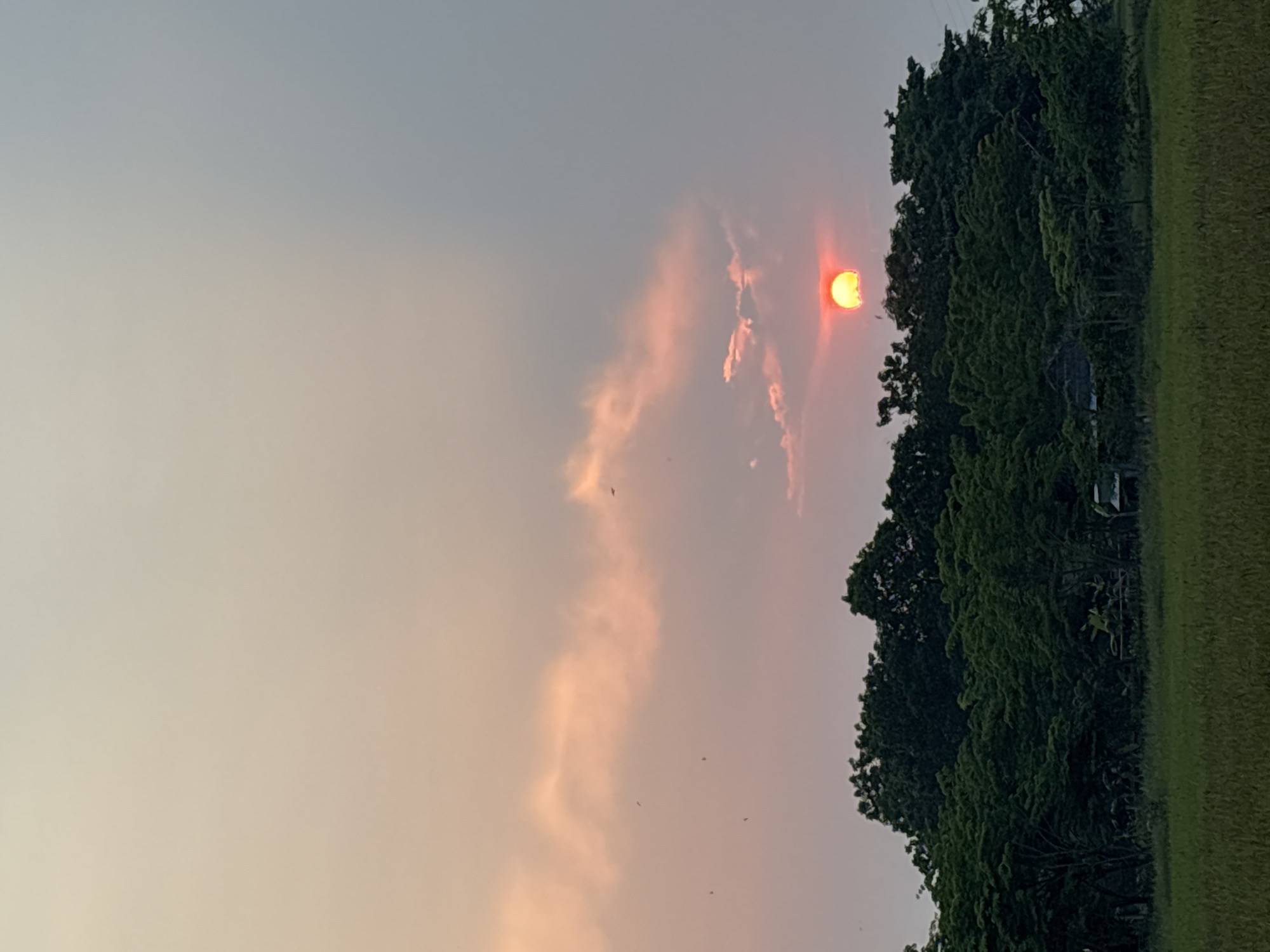 The image shows a sunset scene. A bright orange sun is partially obscured by a tree line on the right side of the image. To the left of the sun are light pink clouds. The sky is a gradient of light grey and pink. Several small dark shapes, possibly birds, are visible in the sky. The bottom right corner shows green grass. The location in Đà Nẵng, Vietnam is not discernible from the image.