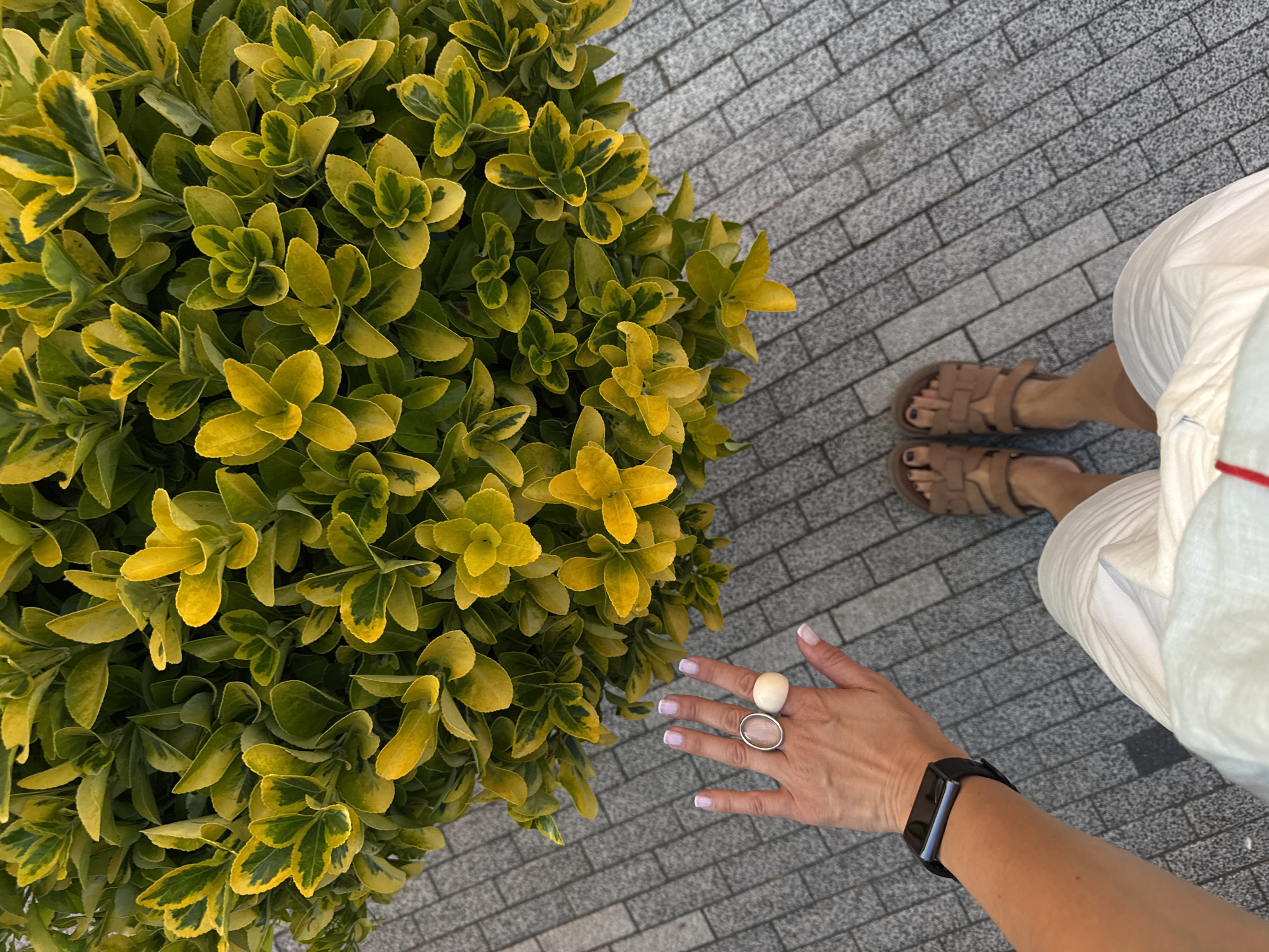 This media file shows a top-down view of a person's hand and legs, standing on a grey brick-paved pathway next to a lush green and yellow shrub. The person is wearing white shorts and brown sandals. Their right hand, adorned with two rings and a smartwatch, is reaching out towards the shrub. The smartwatch is black with a silver-colored face. The rings on the hand are one large, light-colored stone ring and a silver band. The nails are painted a pale pink. The shrub has vibrant green leaves with yellow variegation, suggesting it is likely in bloom or at its peak growth season. The lighting suggests it is daytime, likely sunny given the brightness and shadows. The setting appears to be an outdoor public space, possibly a park or a walkway, given the paving stones and the presence of cultivated greenery. The composition focuses on the interaction between the person and the plant, with the hand gently touching or gesturing towards the shrub. The image conveys a sense of calm and appreciation for nature. There is no visible text in the image.