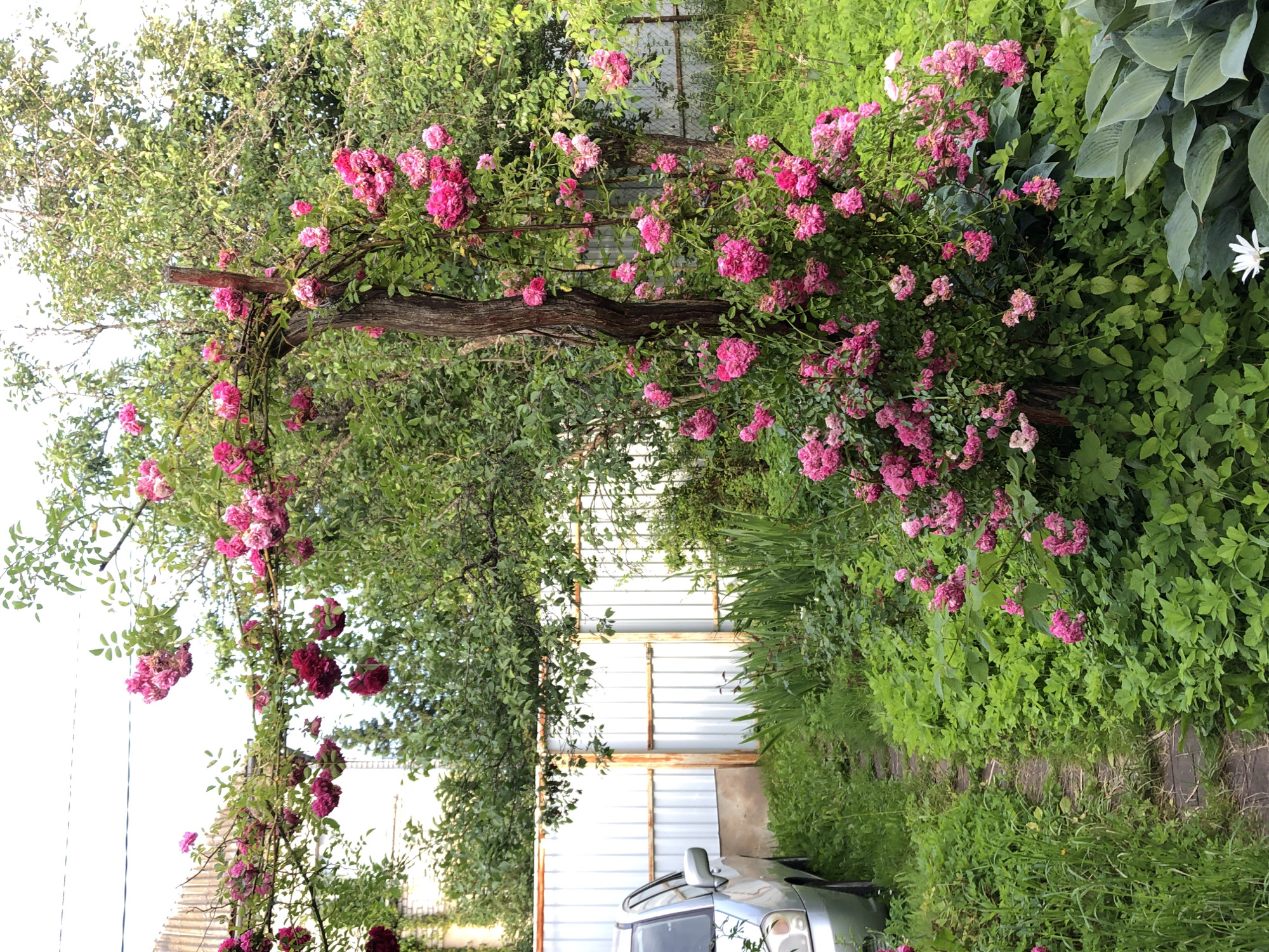 A silver car is parked on the left side of a narrow, weathered stone pathway that winds through a lush, green garden. The pathway is bordered by dense foliage. In the center of the image, a rustic wooden pole supports a sprawling climbing rose bush laden with abundant clusters of vibrant pink and magenta roses. The rose bush extends upwards and outwards, forming an arch over the pathway in some sections. Behind the rose bush, a metal fence with vertical panels can be seen, and further in the background, mature trees with green leaves fill the scene. The overall setting appears to be a residential garden in Красная Пресня Снт, Russia.
