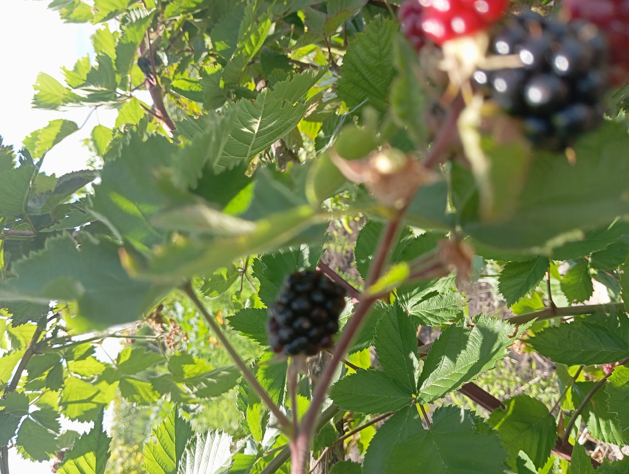 In the foreground of the image, a ripe blackberry is visible on a thorny vine, surrounded by green leaves. The blackberry is dark purple-black and appears to be composed of many small drupelets. The vine has reddish-brown stems. In the background, the scene is blurred but suggests an outdoor environment with more greenery and possibly sunlight filtering through. The image was taken in Keleberdivka, Ukraine. There are no people or animals present in the frame.