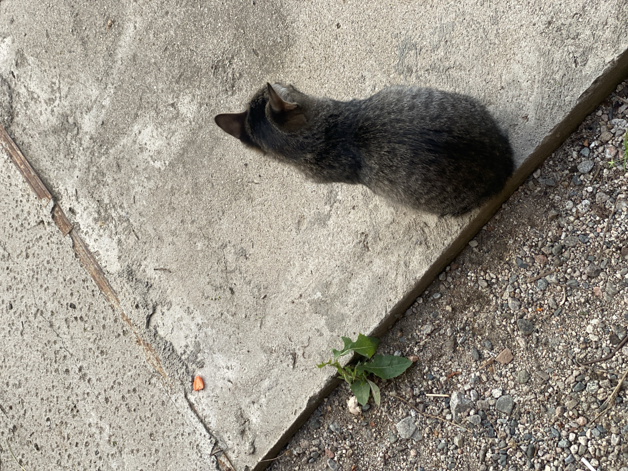 A tabby cat sits on a concrete surface next to a gravel area. The concrete is cracked in places, and a small green plant is growing from the edge between the concrete and the gravel. A small orange object is visible on the concrete surface near a crack. The scene appears to be outdoors, likely in a sidewalk or pathway area within the city of Almaty, Kazakhstan.