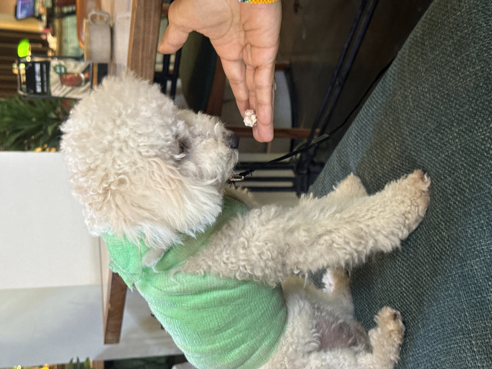 A white toy poodle wearing a green garment is being offered a piece of food by a human hand. The location may be in Ubud District, Indonesia, judging from the potential plantlife visible in the background. The dog is on a green textile surface, possibly part of a chair or sofa. The interaction is between the hand offering food and the dog presumably about to receive it.