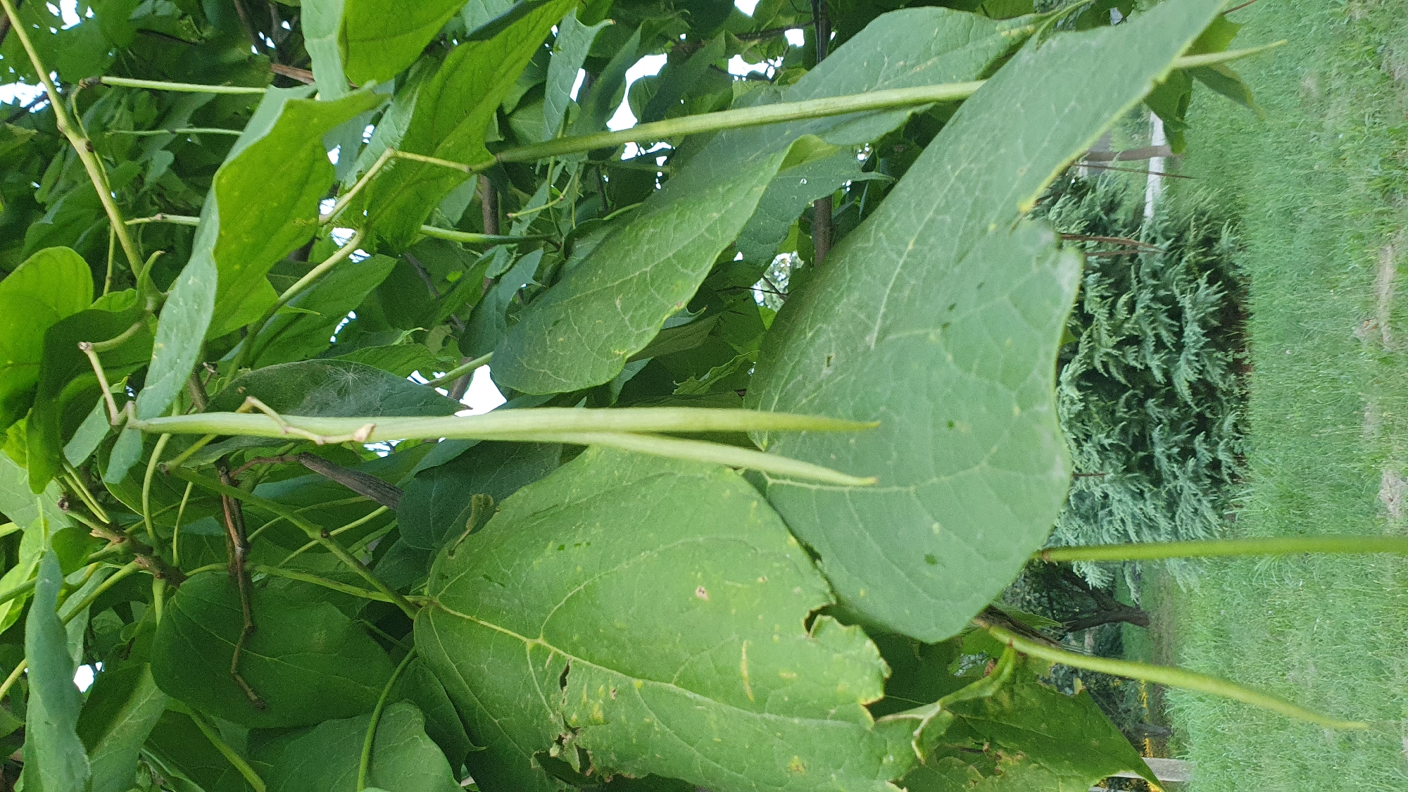 This image shows a close-up view of a tree with large green leaves and long, thin green seed pods hanging down. The seed pods are the most prominent feature in the foreground. The leaves are a vibrant green, and some show signs of minor damage or imperfections. The background is slightly out of focus, revealing more foliage, a grassy area, and a dense evergreen shrub or small tree. The lighting suggests it is daytime, possibly overcast or in the shade of the tree. The scene is outdoors, in a natural or park-like setting. It is not possible to determine the specific location within Ust-Labinsk, Russia from the image alone. There are no people or animals visible in the image.
