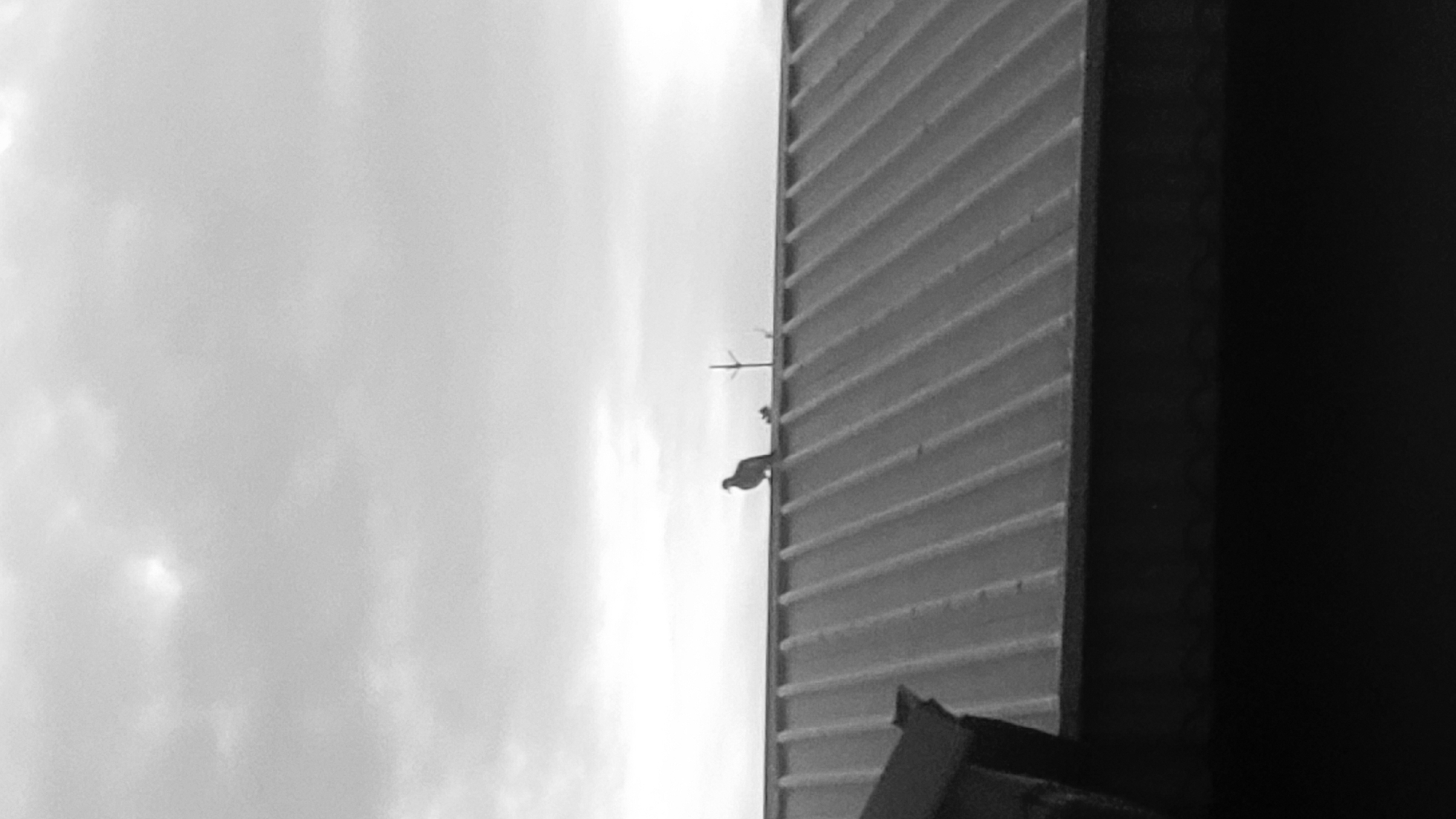 A lone dove stands on a corrugated metal roof under a cloudy sky. The image is in grayscale and taken from a low angle, looking upwards. The roof has visible ridges and a dark structure is visible in the lower left corner. In the background, a faint outline of a thin tree or antenna is visible. The overall scene suggests an outdoor environment, likely in the city of Sabon Tasha, Nigeria.