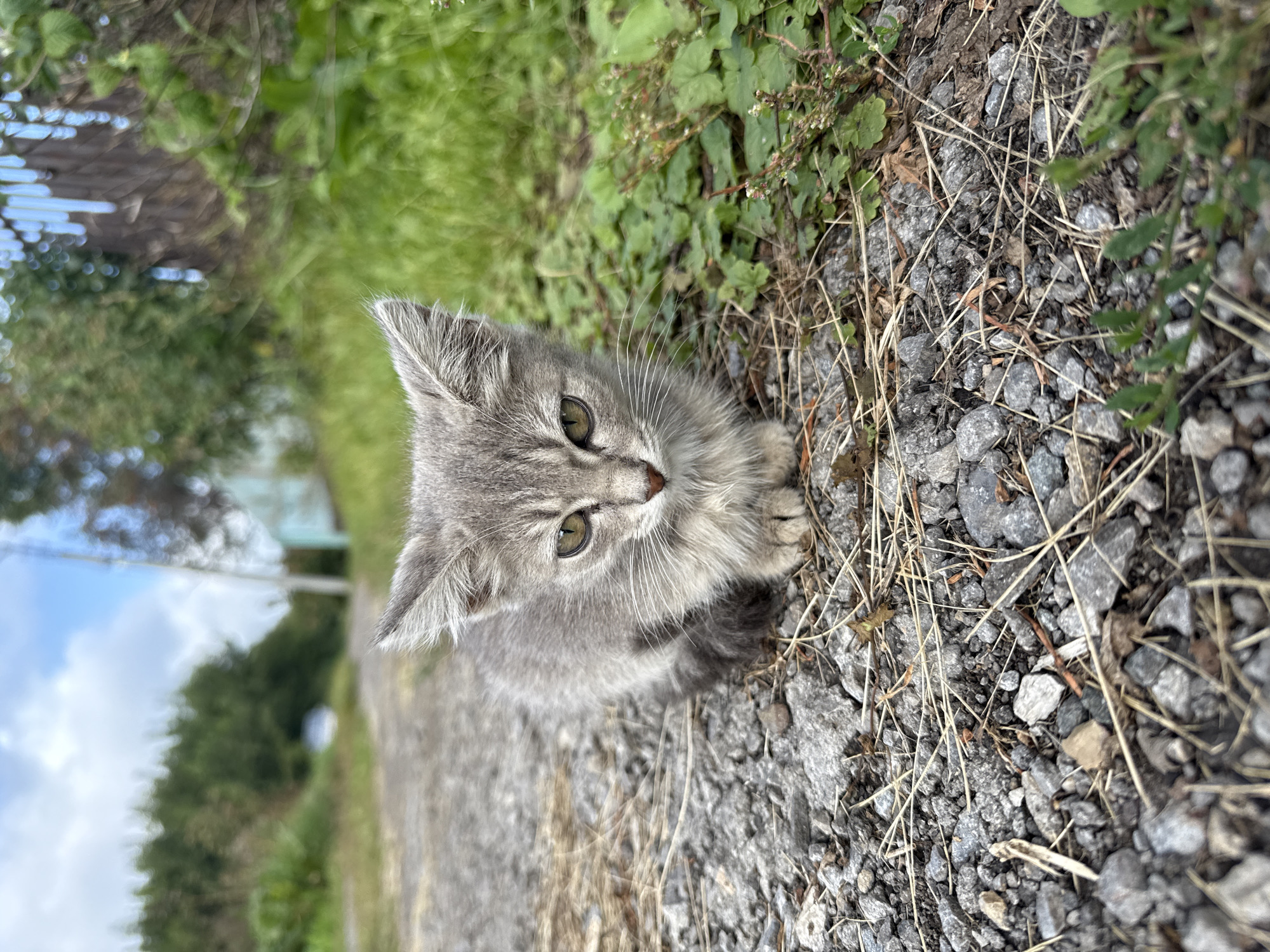 A young, grey tabby kitten is sitting on a gravel path. The kitten is facing the camera with its eyes open and looking directly at the viewer. Its ears are perked up and its whiskers are spread wide. The kitten's fur is soft and fluffy, and it has a small pink nose. The gravel path is surrounded by green grass and some dry twigs and leaves. In the background, there are trees and a fence. The sky is visible above, with some clouds. The overall impression is one of a peaceful, outdoor scene.

This image was taken in Kamensk-Uralsky, Russia.