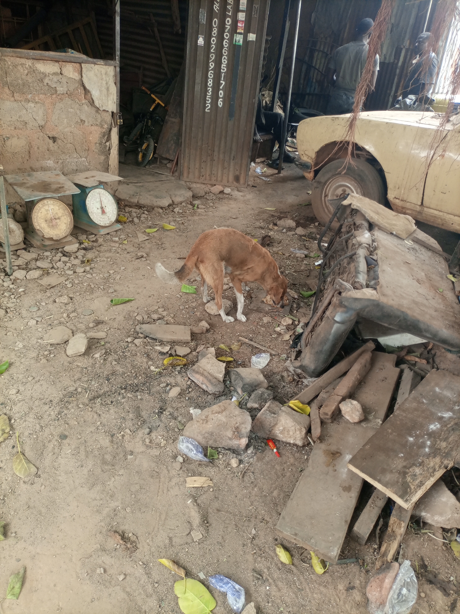 The image depicts an outdoor scene in Barden Yana, Nigeria, possibly a mechanic shop or salvage yard. A brown dog with white paws is sniffing at the ground near a pile of discarded vehicle parts and debris, including wood, rocks, and a red object that appears to be a lighter.
To the left of the dog, two old weighing scales are visible near a partially ruined building. In the background, a beige or yellow car with a missing wheel is partially visible, along with two human figures standing or sitting in the vicinity of a corrugated metal structure. A bicycle and tools are visible in the background. The ground is dirt and strewn with rocks and leaves. The lighting suggests it is daytime.