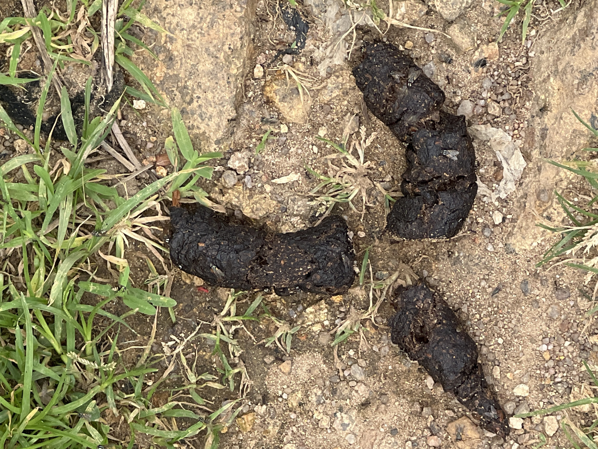 The image shows three pieces of dark, wet scat on a patch of dry, sandy ground with some sparse green grass and dry plant debris. The scat is segmented, indicating it was likely passed in pieces. One piece, located in the center-left, is elongated and somewhat flattened. Another, in the upper-right, is thicker and curved, with a visible fly on its surface. A third piece, in the lower-right, is tapered and appears to be the smallest. The ground is a mix of soil, small pebbles, and larger, light-colored stones, suggesting an outdoor, possibly unpaved, location. The presence of flies suggests a warm environment. The lighting indicates it is daytime. There is no visible text in the image. The scene is a natural outdoor environment, possibly a roadside or trail, in Kabong, Nigeria.