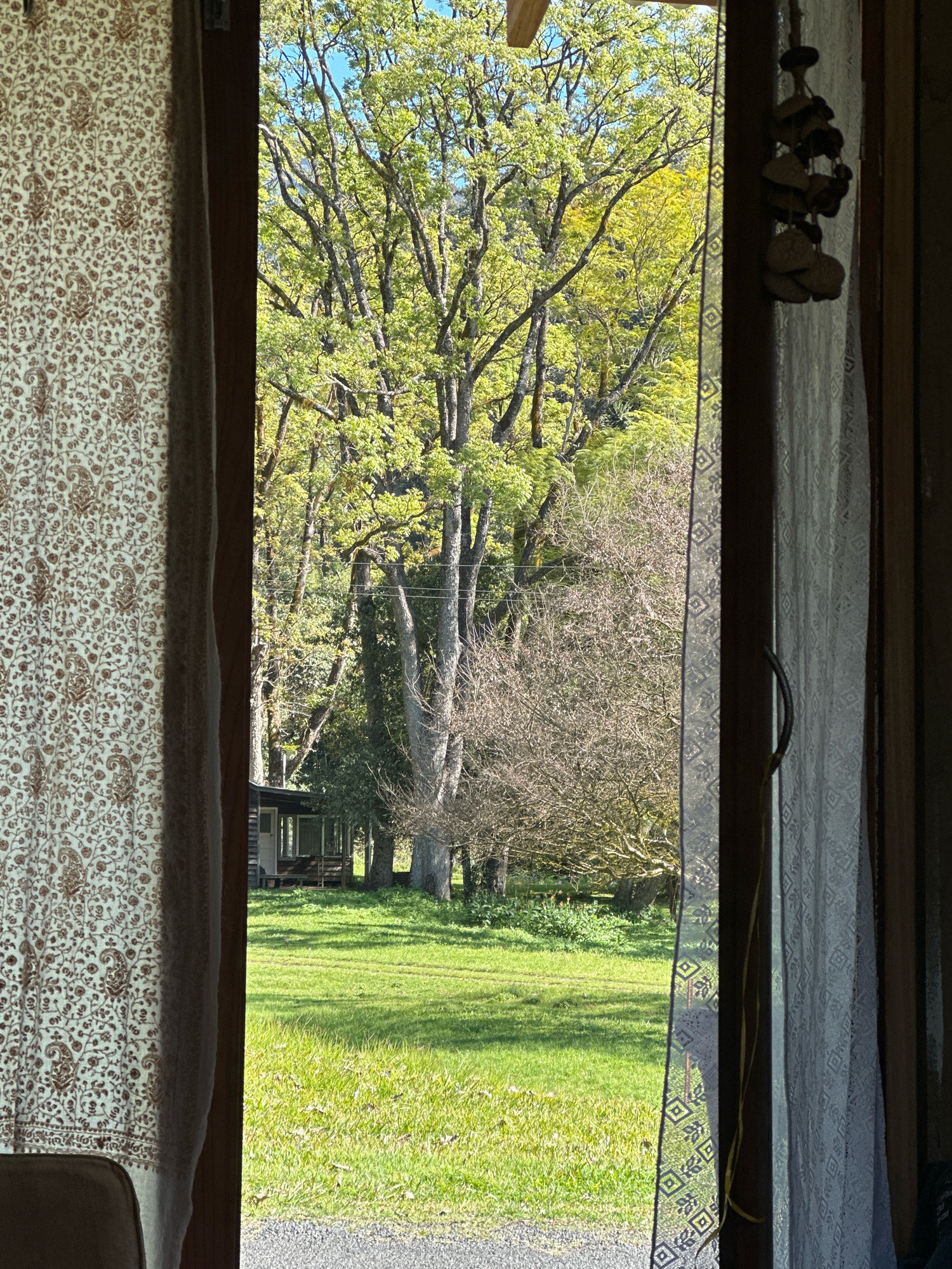 This is a photograph taken from inside a room, looking out through an open doorway or window. The foreground is dominated by two curtains; one on the left is a patterned fabric in shades of cream and brown, while the curtain on the right is a lighter, lacy fabric. Between the curtains, the view opens to a sunlit green lawn and a cluster of trees. In the middle ground, a small, rustic building with a porch is visible amongst the trees. The background is filled with the lush foliage of large trees, some of which are bare of leaves. The sky above is a clear blue. A decorative string of natural elements hangs from the right side of the frame. The image appears to be taken on a bright day with the sun casting shadows on the grass. The scene evokes a sense of rural or semi-rural tranquility. This location is in the city of Thora, Australia.