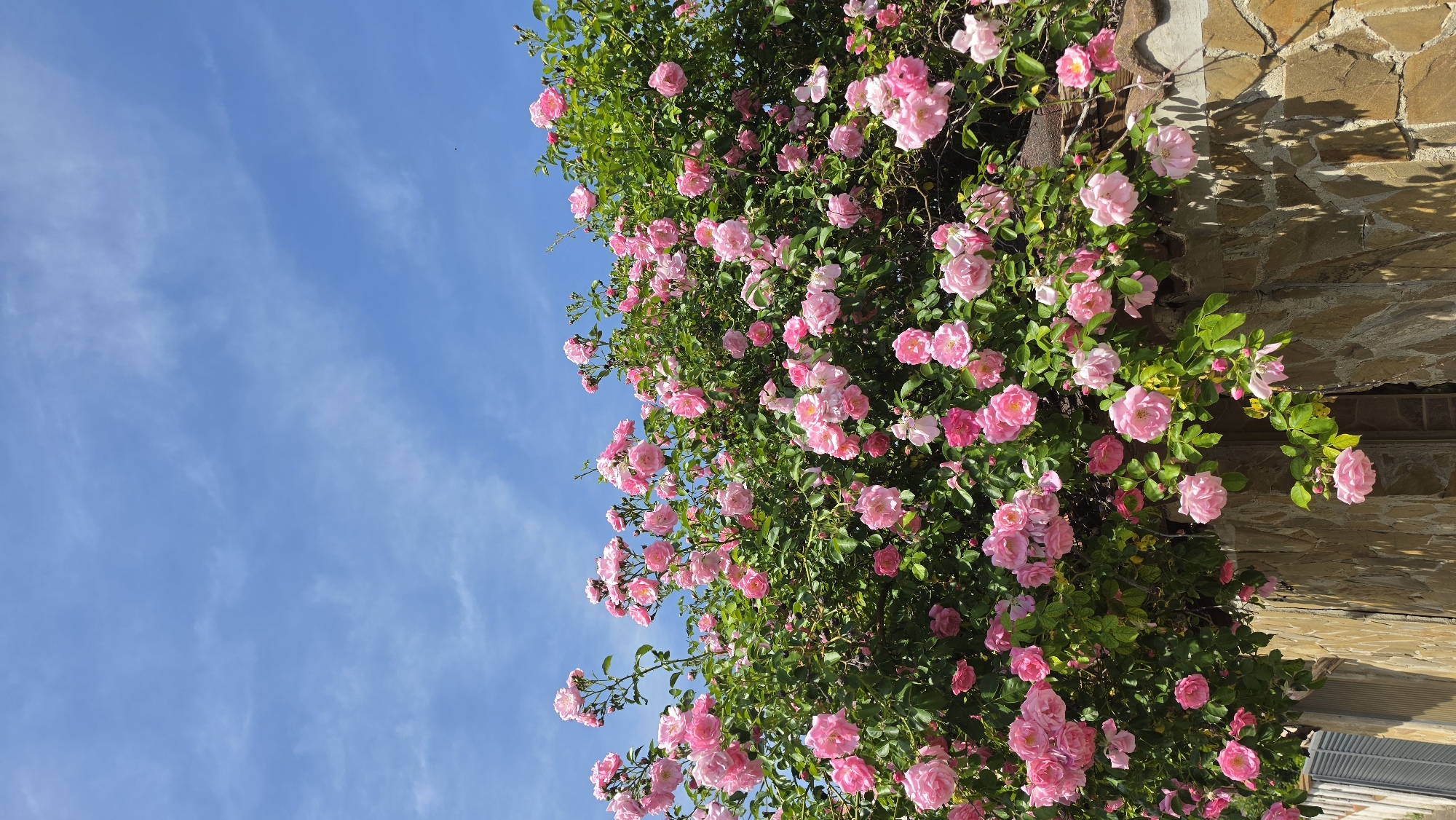 The image depicts a vibrant rose bush with numerous pink blooms under a clear blue sky, located in Rogachevo, Bulgaria. The upper portion of the frame is dominated by a bright blue sky, scattered with wispy white cirrus clouds. Below this, a dense growth of a climbing rose plant is visible, laden with a profusion of light to medium pink roses, interspersed with dark green foliage. The roses are in various stages of bloom, with many open blossoms and some buds. The lower section of the image features a partial view of a structure constructed from irregular, light brown and tan natural stones, possibly a wall or building facade. A dark, possibly tiled, coping or roof element is discernible along the top edge of this stone structure, over which the roses cascade. A small section of a white louvered shutter is visible on the far left, suggesting part of a building. The scene is illuminated by strong natural daylight, indicated by clear lighting on the foliage and subtle shadows on the stone work. There are no people present.