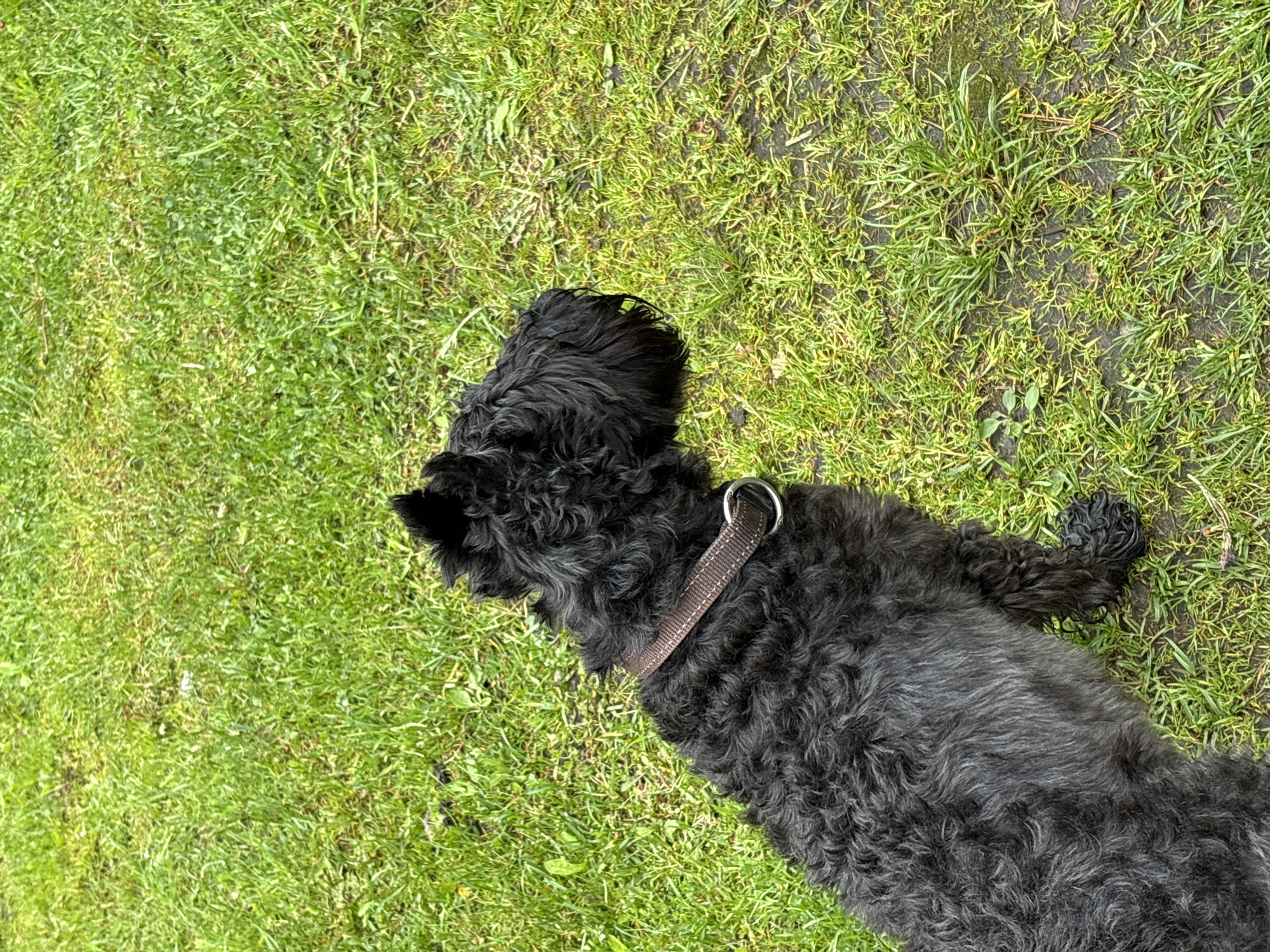 A black, long-haired dog lies on green grass, its head facing left. The dog wears a brown collar. The location is assumed to be somewhere in Ленинградская, Russia. The grass is uneven and appears to be a mix of healthy and slightly unhealthy patches. No people are visible.
