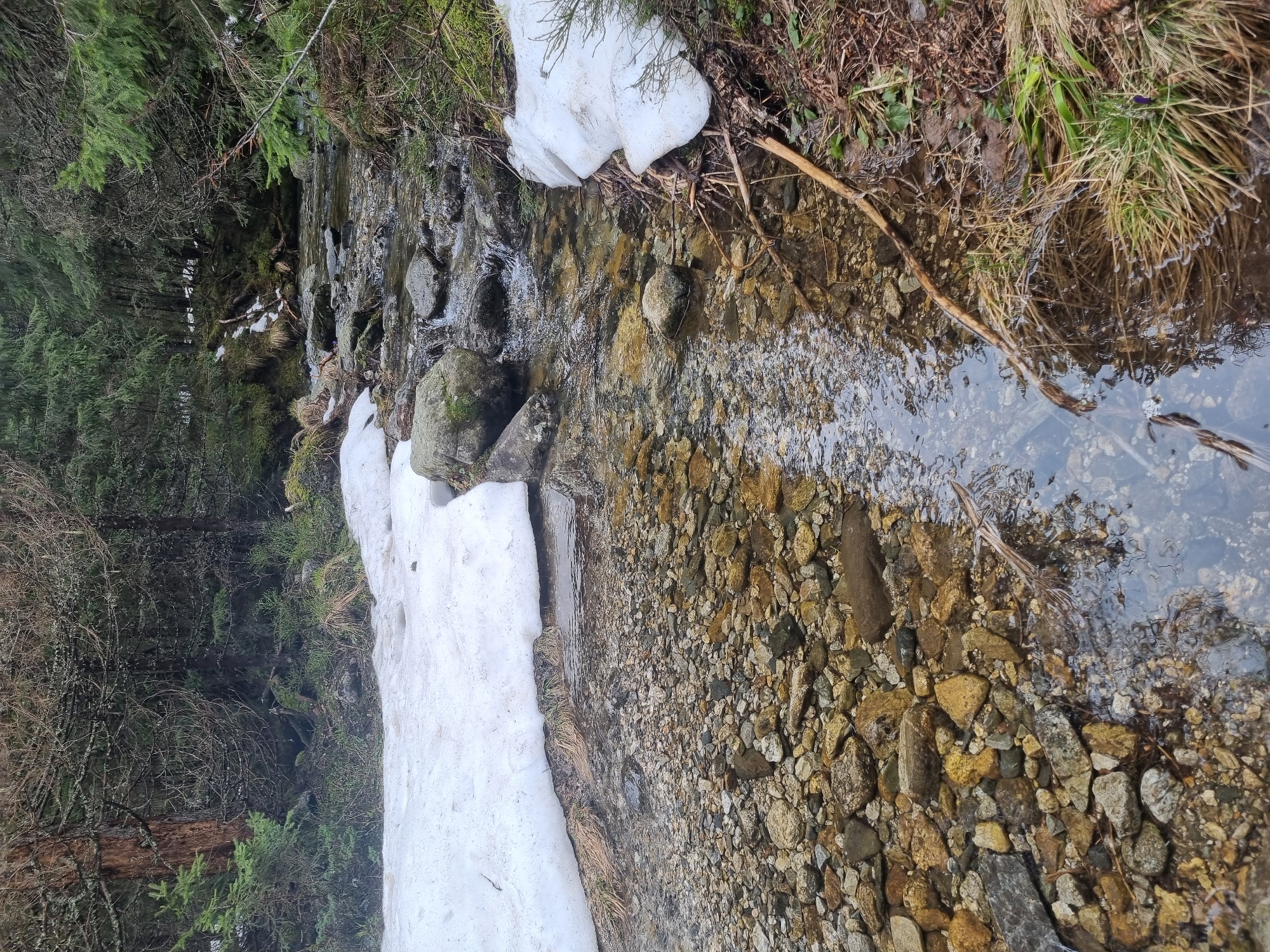 The image depicts a narrow stream flowing through a forest landscape, possibly located near Govedartsi, Bulgaria. The stream bed is visible through the clear water, revealing numerous pebbles and rocks. Patches of snow cling to the banks of the stream, suggesting a cold environment. Dense forest vegetation flanks the stream, with trees and undergrowth lining the banks. The lighting conditions suggest daytime. No people are visible in the frame.