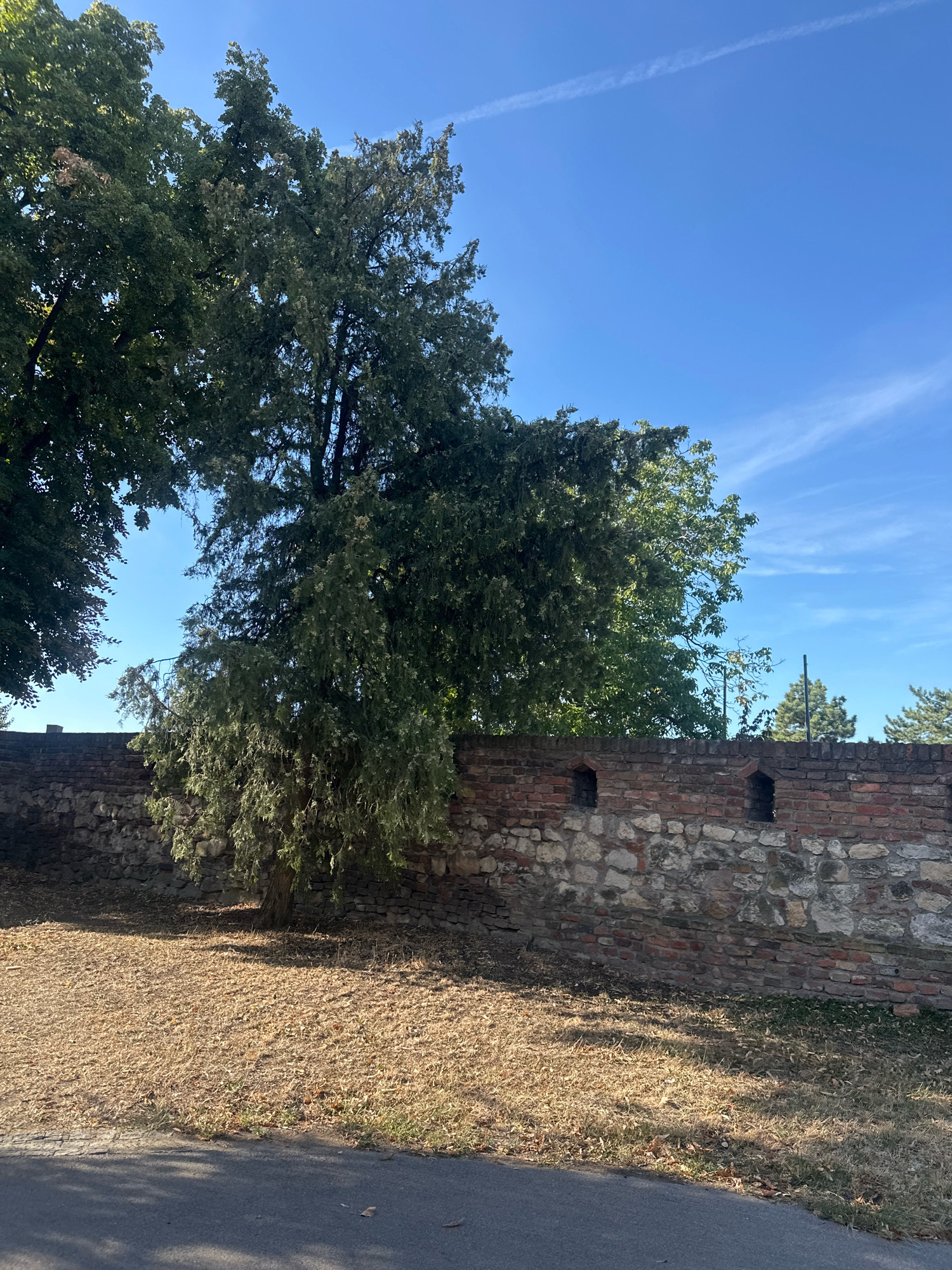 This is an outdoor, eye-level shot of a section of the Belgrade Fortress. The image features a weathered, stone and brick wall that spans horizontally across the frame, partially obscured by lush green trees and a clear blue sky. The wall is constructed from rough-hewn stones at its base, topped with red bricks. Two small, dark openings, resembling embrasures, are visible in the brick section of the wall.
In front of the wall, the ground is covered with dry, golden grass and scattered leaves, suggesting either autumn or a dry spell. The lighting indicates it's daytime, with dappled sunlight casting shadows on the ground. To the left, the branches of large, leafy trees extend into the frame, their foliage a vibrant green against the sky.
The sky above is a bright, cerulean blue, with a few wispy white clouds and a faint contrail stretching across it. In the background, beyond the wall, more trees are visible, including some taller, darker green coniferous trees. A section of asphalt road, casting shadows from unseen objects, runs along the bottom of the frame. There are no people or animals present in the image.