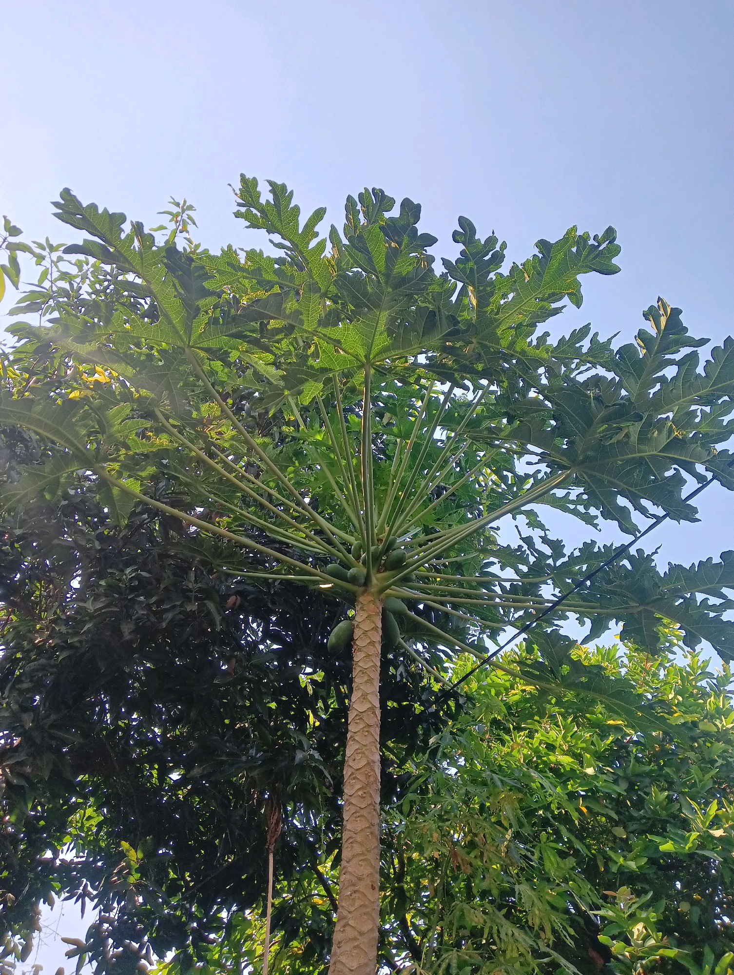 A low-angle shot shows a papaya tree in the foreground, its trunk a rough, textured brown. The tree's large, palmate leaves spread out, catching the sunlight, with several small green papayas visible clustered near the top of the trunk. The tree is surrounded by lush green foliage, suggesting a tropical environment, possibly in Kecamatan Pati, Indonesia, where such trees are common. The sky above is a clear, pale blue. The image captures a natural scene, likely outdoors, bathed in daylight. There are no people or specific actions depicted, just the static presence of the tree and its surroundings.
