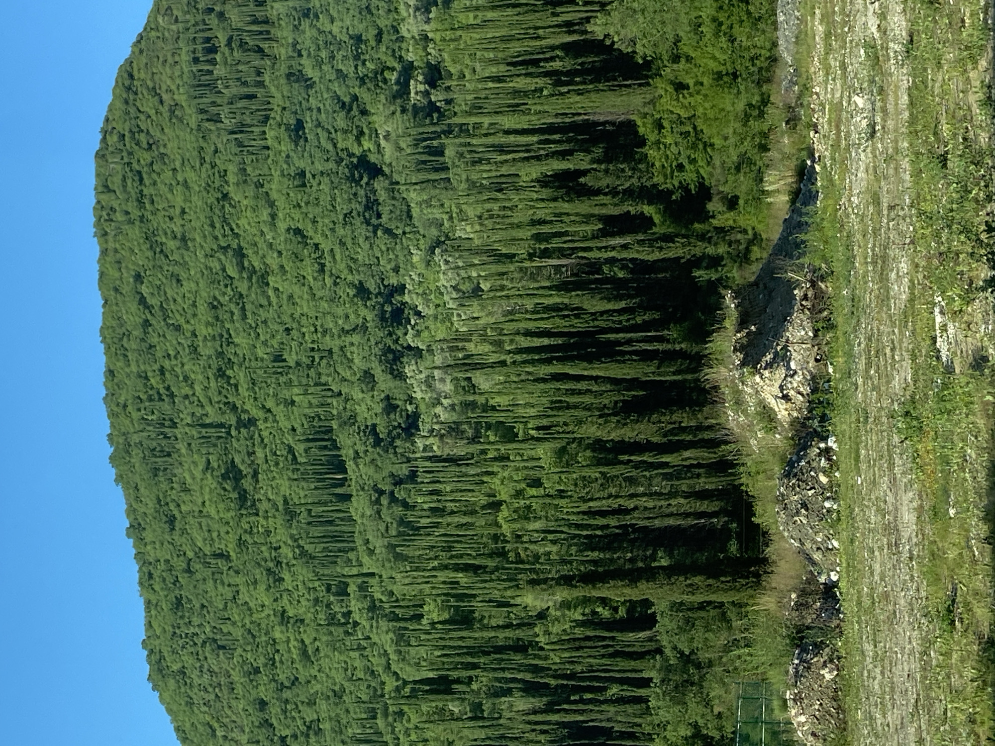 The image depicts a wooded hillside in Sutorina, Montenegro, viewed from a lower vantage point. The left side of the image shows the hillside covered in dense, green trees against a clear blue sky. The trees appear close together, creating a uniform texture. The right side of the image shows the ground level area with a mix of vegetation and rocky terrain. Some evidence of construction or path modification is present, indicated by the bare earth and scattered rocks. The perspective is somewhat skewed, with the hillside appearing tilted.
