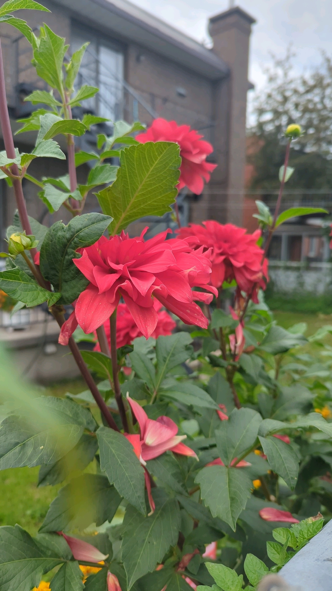 This is a close-up, eye-level, outdoor photograph of several vibrant red dahlias in bloom. The flowers are the main subject, with their intricate petals and deep red color dominating the foreground. Lush green foliage surrounds the blooms, with some leaves in sharp focus and others softly blurred. In the background, the scene transitions to a more muted palette. A brick building, likely an apartment complex, is visible with windows and a chimney. The sky appears overcast. The setting suggests a residential area, possibly a garden or backyard in Montreal, Canada, given the architectural style and the types of plants. There are no people or animals visible in the image.