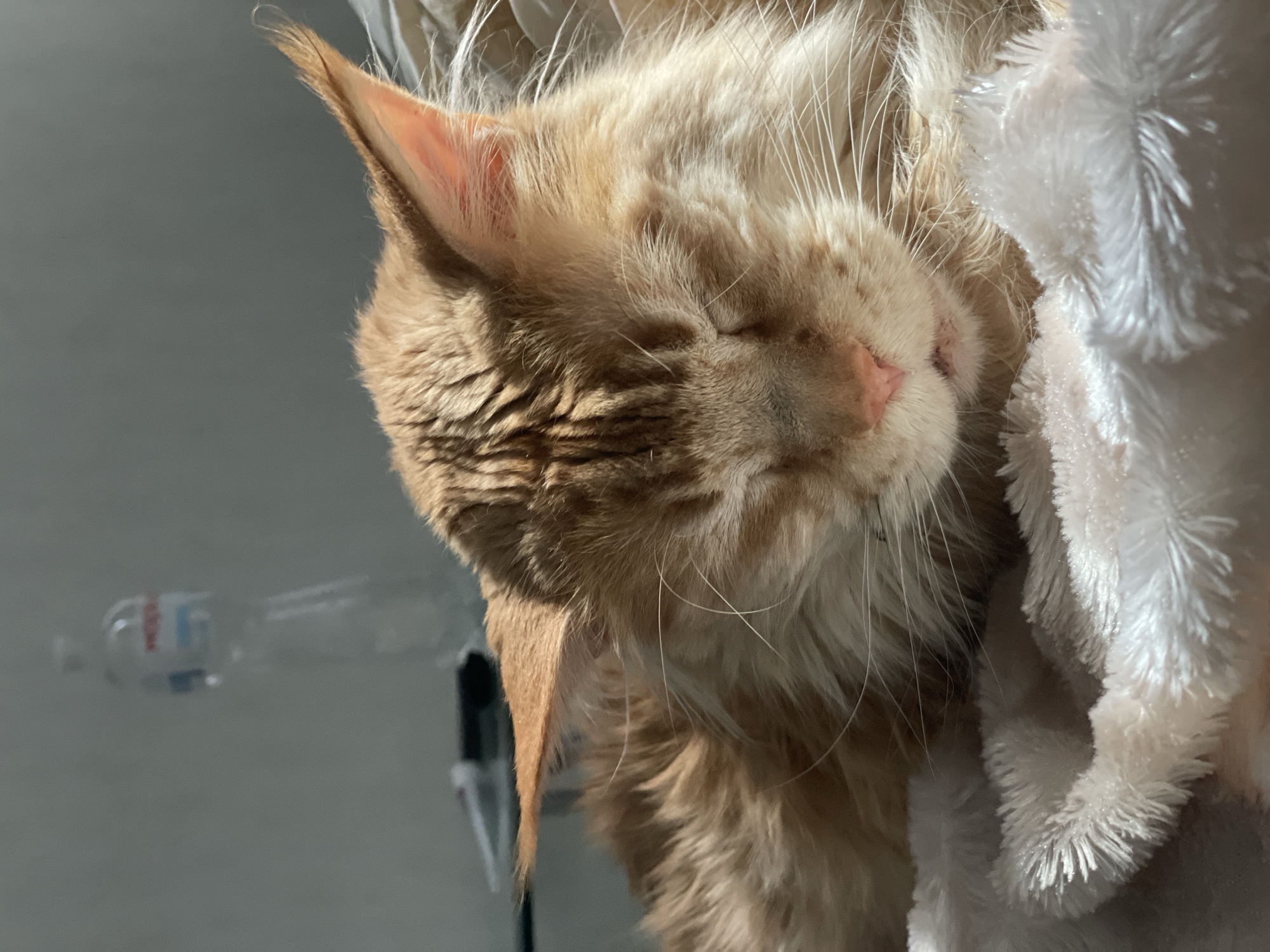 The image is a close-up, eye-level shot of a ginger cat sleeping soundly, curled up in a soft, white fluffy blanket. The cat's eyes are closed, its face is turned slightly away from the camera, and its pink nose is visible. Long, white whiskers extend from its muzzle. The cat's fur appears a bit damp, suggesting it might have recently been bathed. Sunlight illuminates the cat's face and fur, casting subtle shadows and highlighting the texture of its coat.
In the background, out of focus, a transparent plastic bottle with red and blue markings is visible, lying horizontally. The background is a muted gray, creating a simple and uncluttered setting that focuses attention on the sleeping cat. The overall mood of the image is peaceful and serene, capturing a moment of quiet rest. The lighting suggests it is daytime, with sunlight streaming in. The location context provided is Rozsoshentsi, Ukraine. There is no discernible text in the image beyond the faint markings on the bottle.