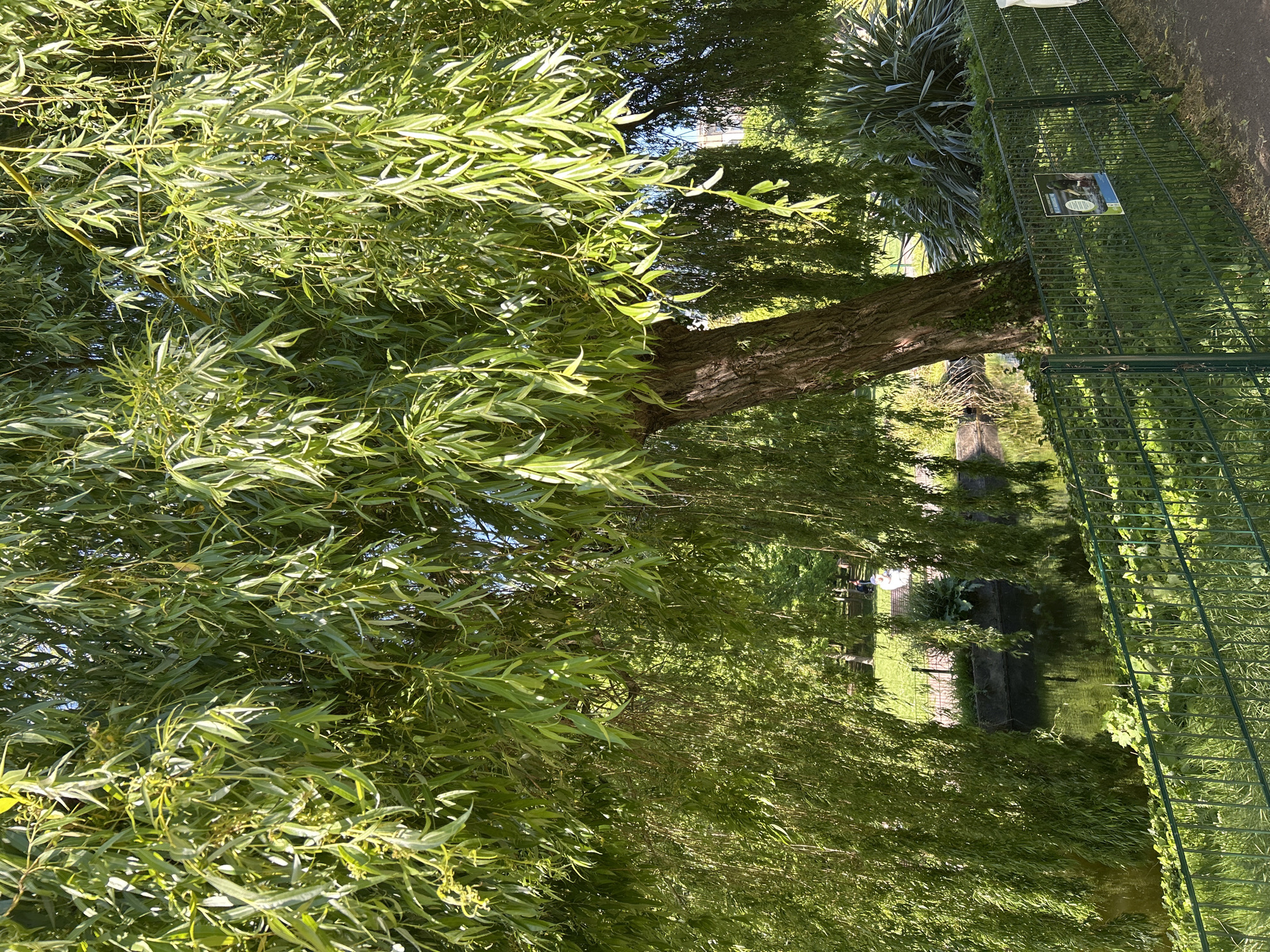 This outdoor scene features a vibrant, sunlit landscape, likely a park or garden alongside a body of water. A large, leafy tree, characteristic of a willow with its slender, elongated green leaves, fills the left and central foreground, with its trunk visible towards the middle right. The foliage is densely packed, with bright highlights from direct sunlight.
On the right side of the image, a dark green metal fence extends vertically, partially covered in vines. Attached to this fence is a sign displaying a picture of a small animal, which appears to be a squirrel or similar rodent. While most text on the sign is unreadable, a word such as "WATCH" or "WATCHING" might be partially visible near the bottom.
Beyond the fence and through the tree branches, a calm body of water, likely a canal or pond, is visible, reflecting the surrounding environment. On the far bank, there is a grassy area, a dark, rectangular structure (possibly a small bridge or building), and some lighter-colored objects in the distance, which could be seating or another structure, partially obscured by more distant trees.
The bright lighting indicates it is daytime, with clear skies. There are no people visible, and no specific activities are taking place, contributing to a peaceful and natural ambiance.