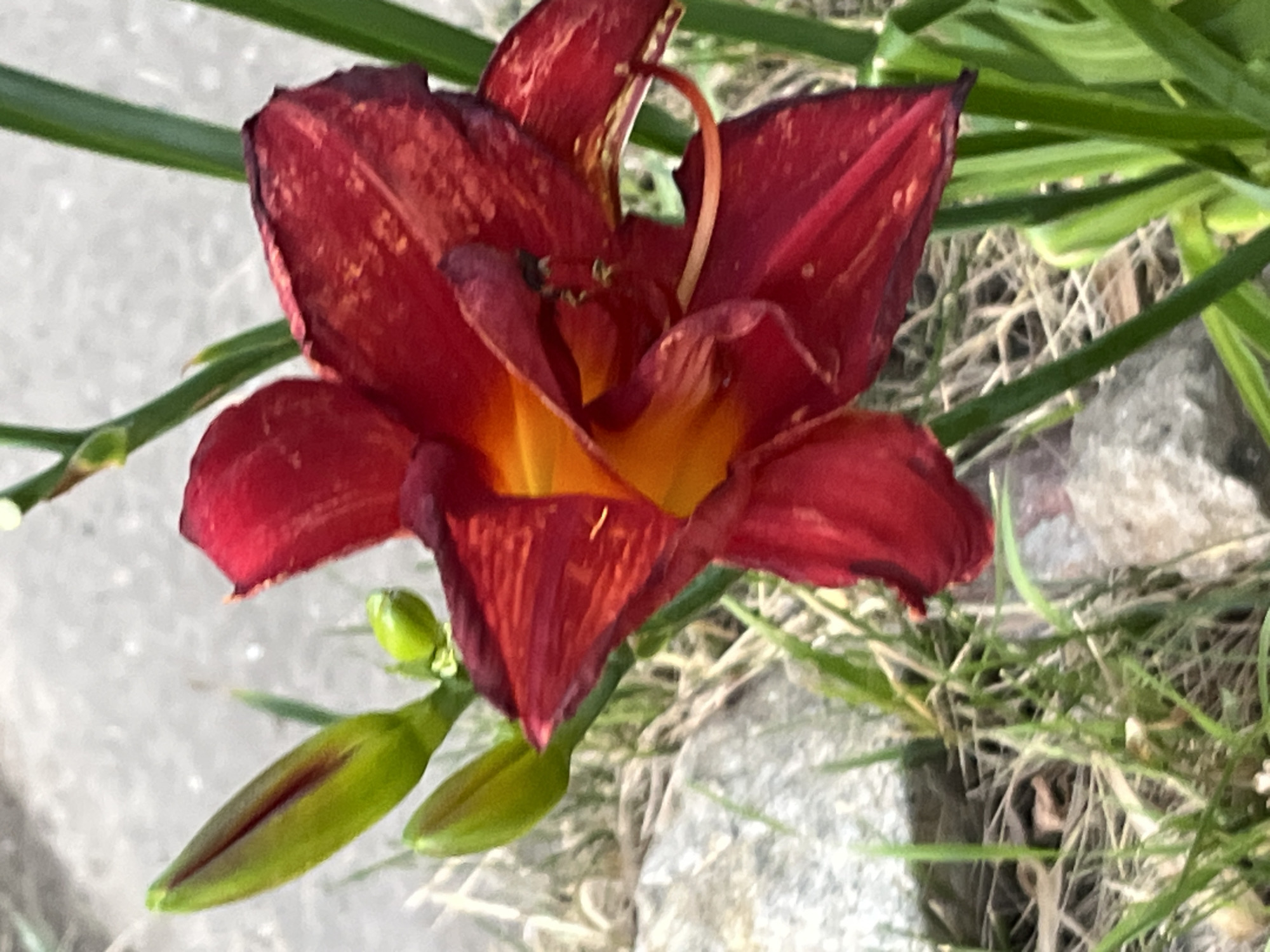 A close-up, eye-level shot captures a deep red daylily bloom with hints of orange in its center. The flower is partially open, revealing its ruffled petals and a curled stamen. To the left of the bloom, two green buds are visible, one larger and pointed, the other smaller and rounded. The background consists of dry grass, a few stones, and a blurred gray surface, possibly asphalt or concrete. The scene is set outdoors, likely in a garden or park in Dnipro, Ukraine, given the provided context.