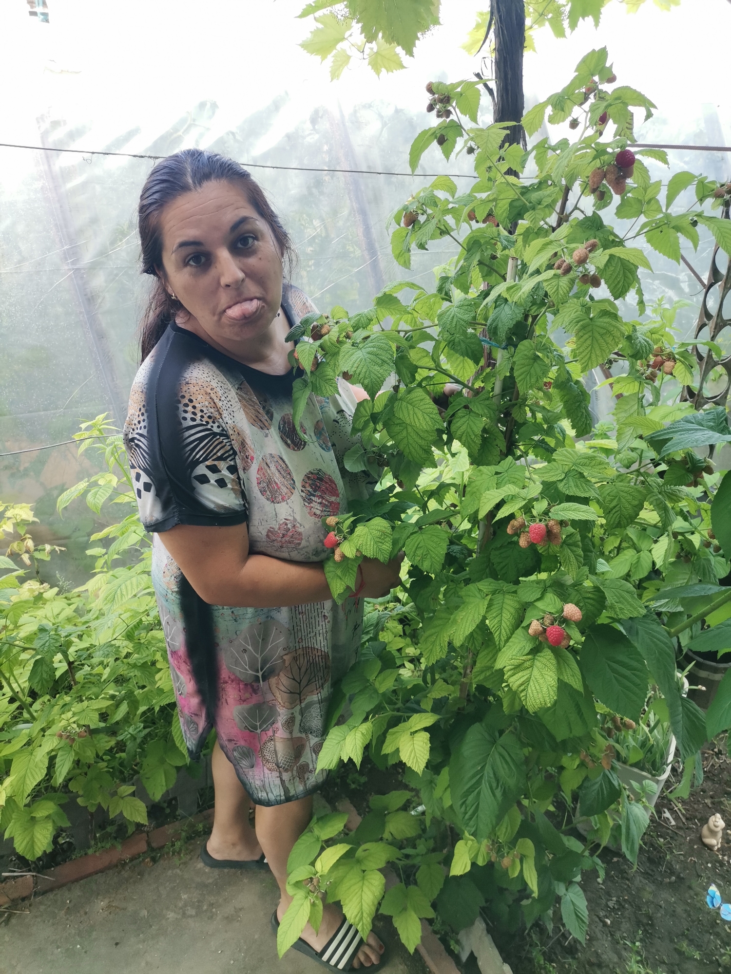 A woman stands in what appears to be a greenhouse, surrounded by raspberry bushes laden with fruit. She is positioned to the left of a large raspberry plant, with her body angled towards the camera. She has dark hair pulled back and is making a playful face, sticking her tongue out. She is wearing a knee-length dress with a colorful, abstract pattern featuring circular motifs and stylized trees. On her feet, she wears black flip-flops with white stripes.
The raspberry plant is vibrant green with numerous red and light-colored berries visible amongst the leaves. The background shows the translucent sheeting of the greenhouse, with some additional foliage and greenery suggesting a garden setting. The lighting suggests it is daytime, likely with overcast conditions or diffused light due to the greenhouse covering. The overall scene evokes a sense of home gardening and casual enjoyment of the harvest. The location context of Obrochishte, Bulgaria, places the scene in a rural or semi-rural environment. There is no visible text in the image.