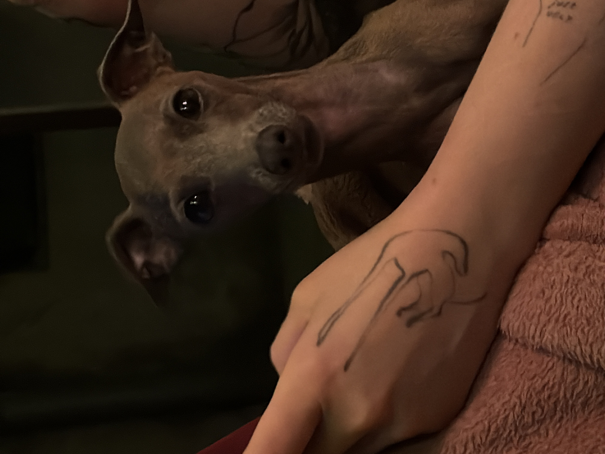 A close-up shot shows an Italian Greyhound with large ears and dark eyes looking directly at the camera. The dog is on the right side of the frame. In the foreground, on the left, a person's arm is visible, with a crude, drawn tattoo resembling a guitar on its surface. The arm rests on a pink, fuzzy blanket. The background is dark and out of focus, with some suggestions of indoor furnishings. The location of this scene is currently unknown and cannot be determined by the image alone.