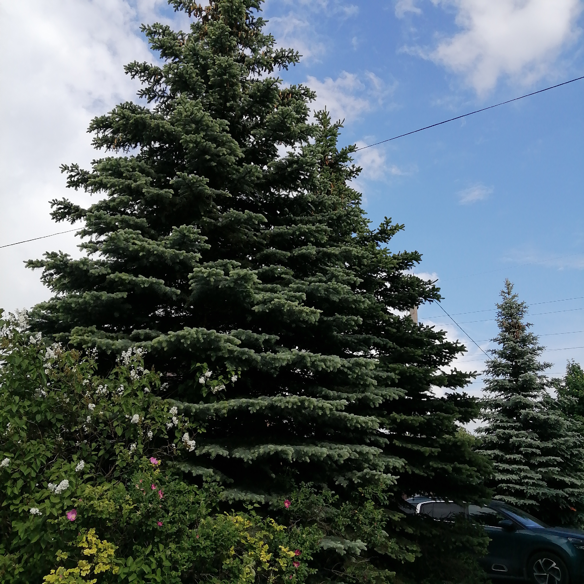 The image shows a large blue spruce tree in the city of Здравница, Russia. The tree is partially obscured by lower-growing vegetation, including flowering bushes with white and pink blossoms. To the right of the spruce is a smaller blue spruce. A dark green car is partially visible behind the vegetation at the base of the larger tree. The background features a blue sky with scattered white clouds and telephone lines.