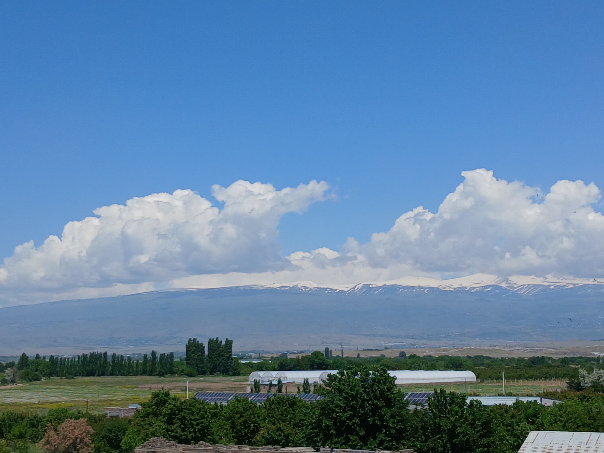 This is a wide landscape photograph captured on a clear, sunny day, likely in the morning or early afternoon. The scene is dominated by a bright blue sky filled with large, cumulus white clouds that stretch across the horizon.
In the mid-distance, a long mountain range is visible, with several peaks distinctly capped with snow, suggesting a high altitude or cooler climate. Below the mountains, the terrain transitions into a vast valley or plain, which appears green and cultivated.
The middle ground of the image features expansive green fields, indicative of agricultural activity. Within these fields, several long, tunnel-shaped structures with white coverings are visible, strongly resembling greenhouses or polytunnels used for crop cultivation. Near these structures and partially obscured by foreground foliage, multiple arrays of solar panels are laid out, suggesting the use of renewable energy. Numerous tall, slender trees, possibly poplars, are arranged in rows or groves across the landscape, particularly on the left side.
The immediate foreground consists of a dense canopy of varied green trees and bushes, with some glimpses of a brown, possibly brick or stone, structure at the very bottom. A few small, dark specks, likely birds, can be seen flying in the sky near the distant mountains.
The overall impression is one of a peaceful, rural or semi-rural agricultural area, combining natural beauty with human development for farming and energy generation. There are no people visible, nor is there any discernible text within the image.