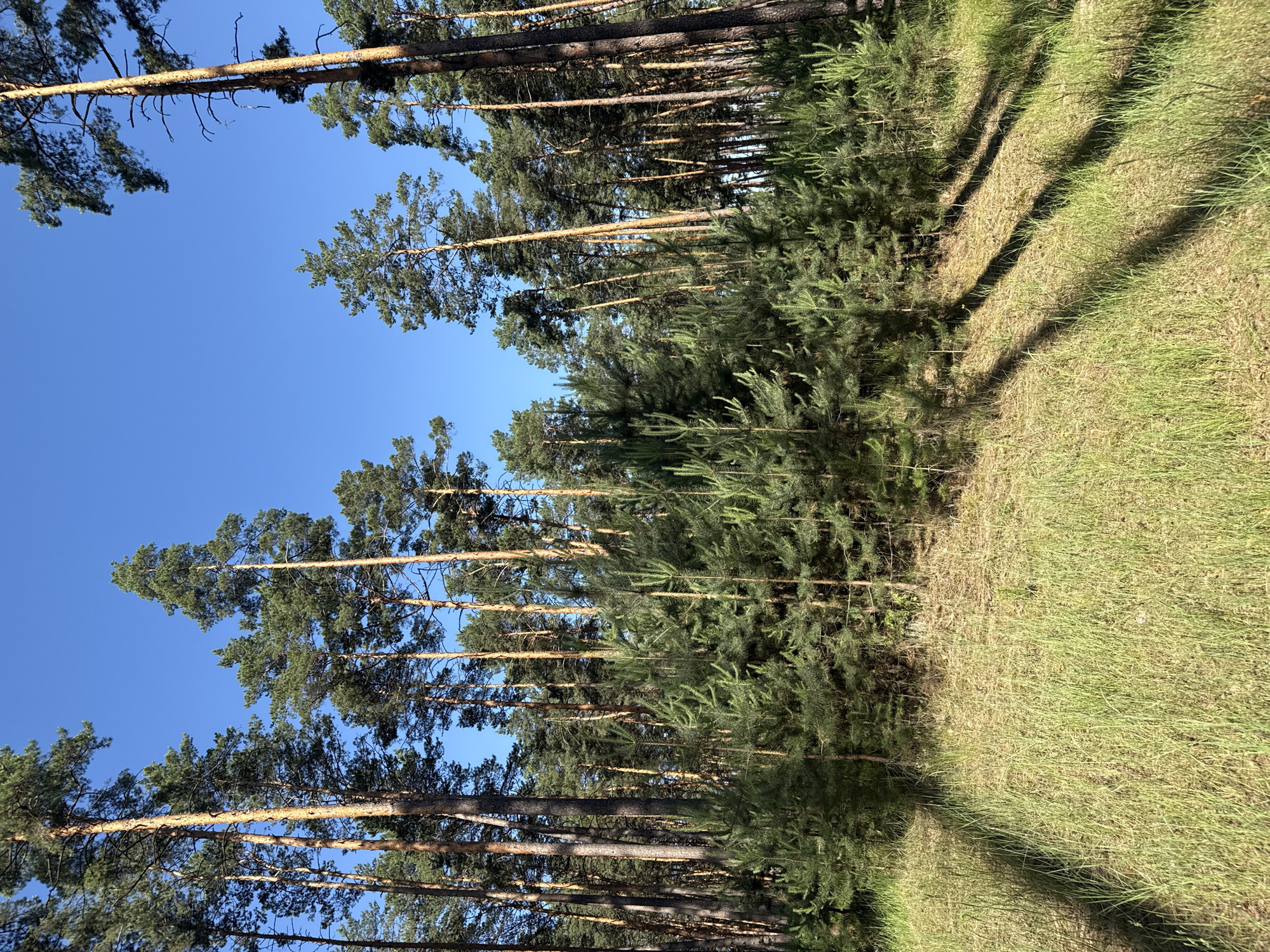 This image depicts a sunlit forest with a clear blue sky above. The foreground is covered in tall, dry grass with distinct shadows cast by the trees. The middle ground is densely populated with young pine trees, their green needles vibrant against the natural light. The background features a dense stand of mature pine trees, their tall, slender trunks creating a vertical pattern against the sky. The overall impression is a serene and natural forest environment in Kedyna Hora, Ukraine, bathed in the warm light of a clear day.