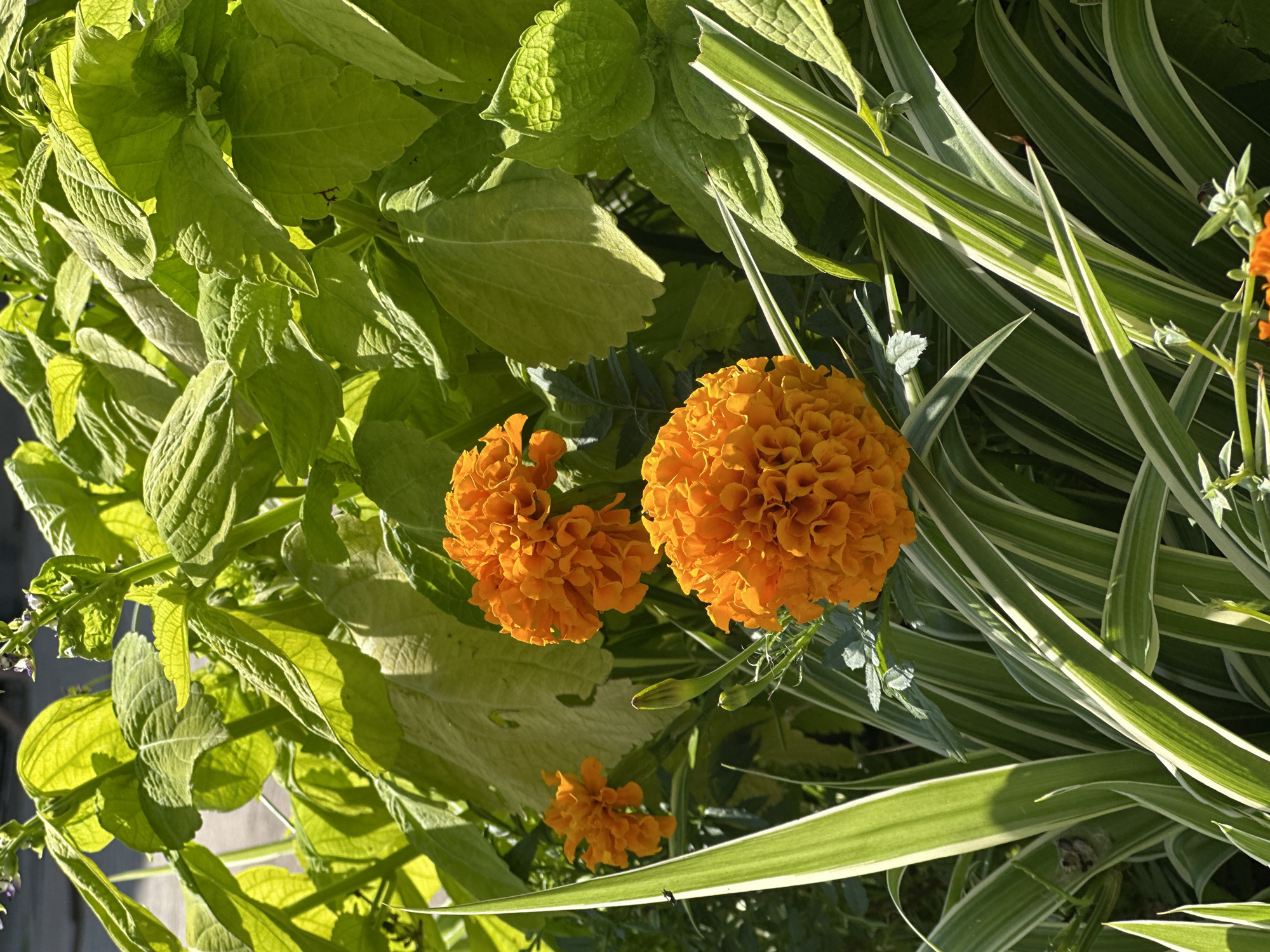 In Sochi, Russia, a close-up shot captures a vibrant garden scene bathed in sunlight. The foreground is dominated by lush, green-and-white striped foliage, with long, pointed leaves reaching upwards. Behind this, several bright orange marigold flowers are in full bloom, their dense, ruffled petals catching the light. One marigold is particularly prominent, its complex structure filling a significant portion of the frame. A smaller, less open marigold is visible to its left, and further back, a single bloom can be seen. Interspersed with the flowers are large, textured green leaves, some of which are catching the sunlight and appear almost translucent. The overall impression is one of natural beauty and a thriving garden environment, indicative of a warm, sunny day in Sochi.