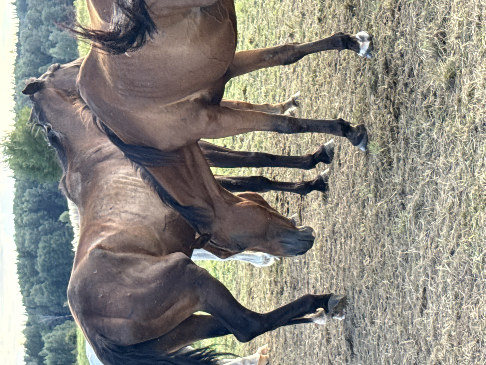 In a grassy field located in Galinė, Lithuania, three horses are present. The horse in the foreground is brown and is bending its head down as if to graze. Another brown horse is standing behind it and to the left, its body angled away from the camera. A third horse, partially visible and appearing white or light colored, is standing to the left and behind the two brown horses. The ground is covered in dry grass. In the background, a dense line of trees forms the horizon, with a pale sky above.