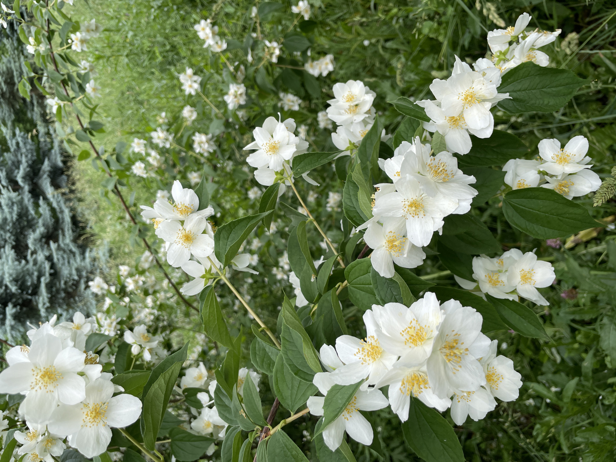 A close-up, eye-level shot shows a cluster of white jasmine flowers with yellow stamens. The flowers are in full bloom, with some petals slightly curled. They are surrounded by dark green, ovate leaves. In the background, out of focus, is lush green foliage and the dark blue-green needles of a conifer tree. The scene is outdoors, likely in a park or garden in Khimki, Russia, given the vegetation. There are no people or animals visible in the image. The lighting is natural, suggesting an overcast or shaded day. The overall impression is one of natural beauty and tranquility.