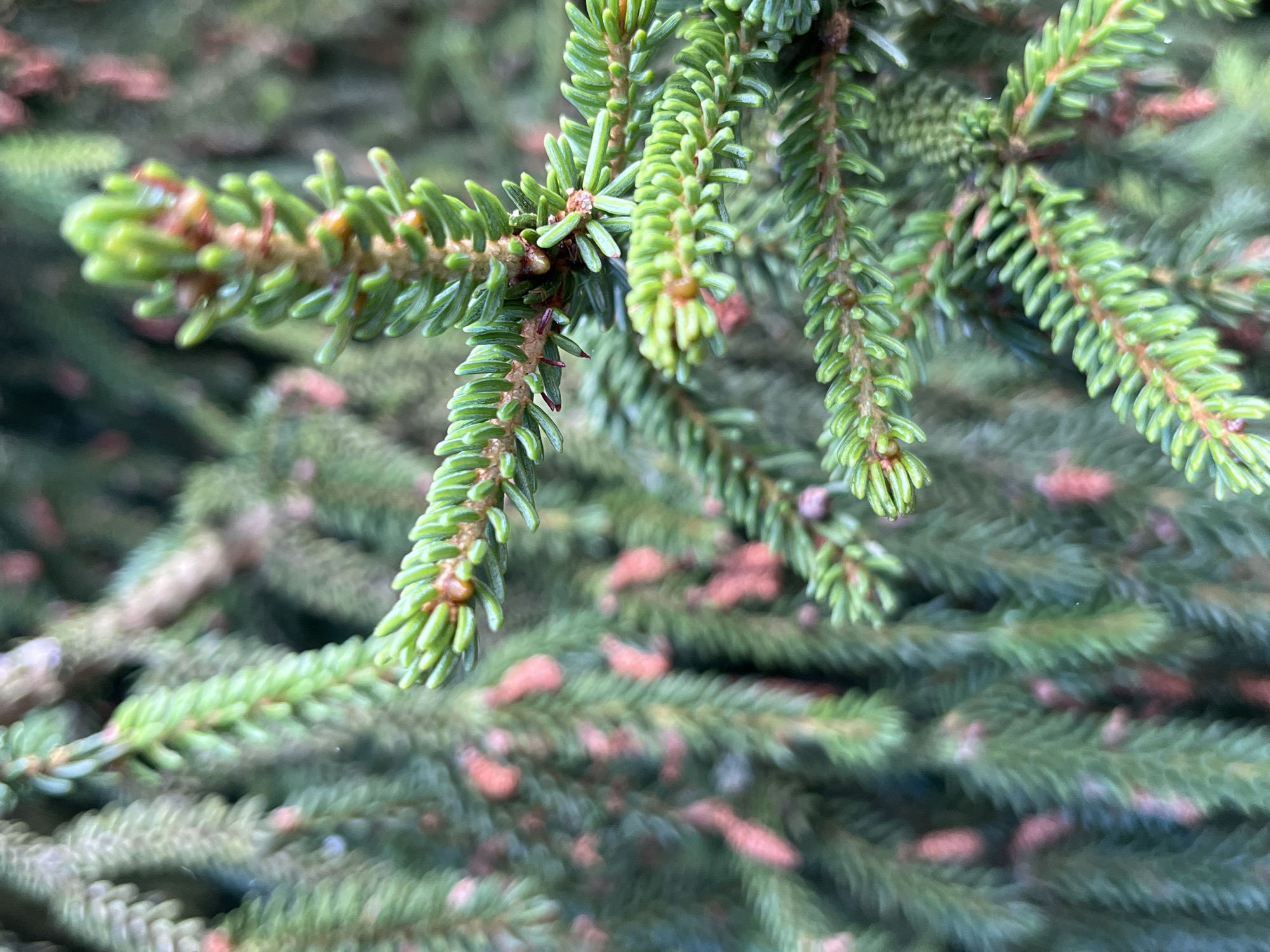 A close-up, high-angle, macro shot focuses on a spruce tree branch. The foreground is dominated by a bright green, new sprig of spruce needles, with smaller, reddish-brown buds emerging from the base of the needles. This sprig is angled from the lower right towards the upper left of the frame. Behind it, other branches and needles of the spruce tree are visible, some in sharper focus, others blurred into a soft green and reddish-brown background. The overall impression is of new growth on a conifer. The image does not contain any information that would indicate its location within the city of Saint Vith, Belgium.