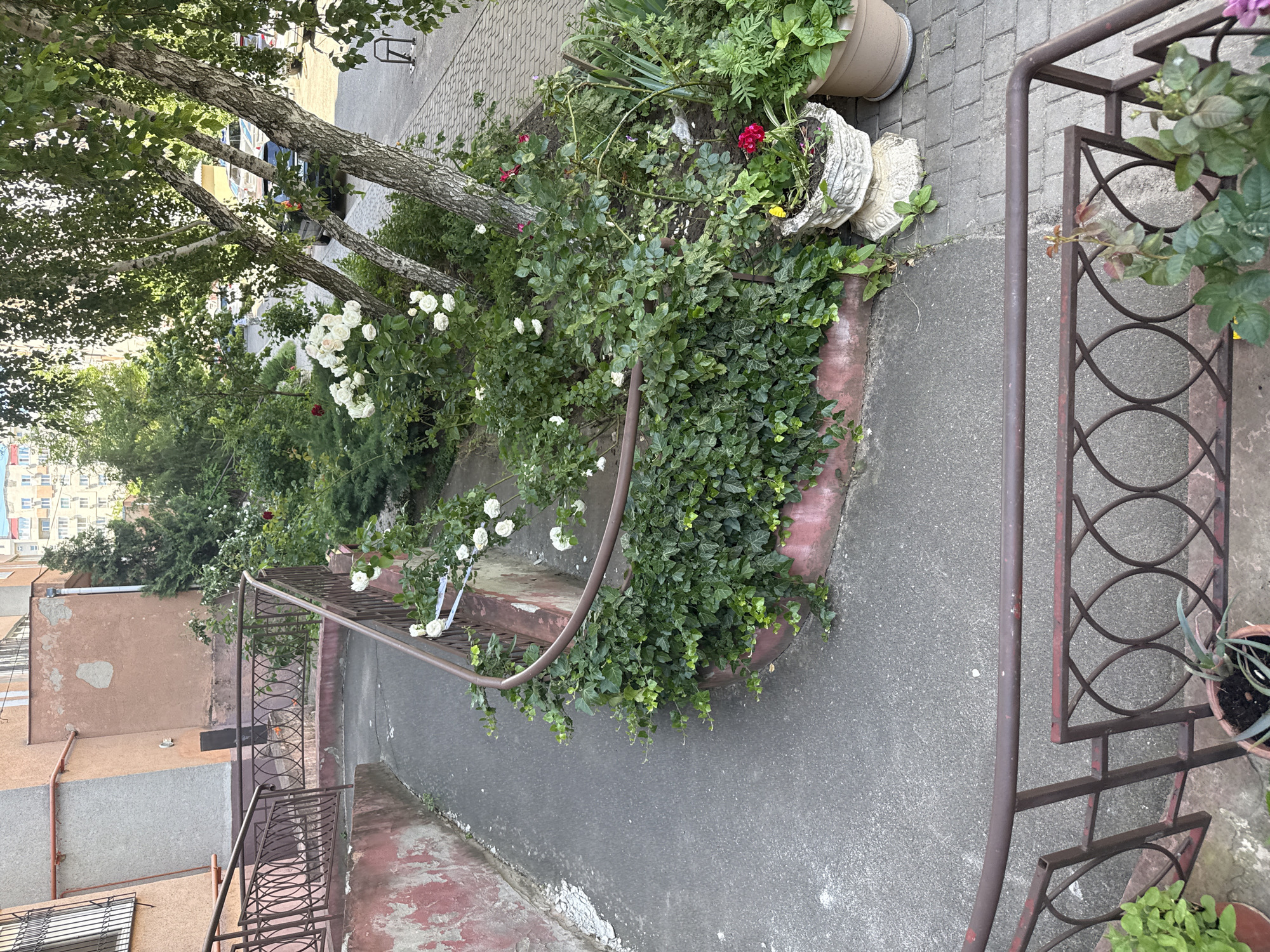 An exterior, eye-level, full shot shows a curved concrete walkway leading away from the viewer, bordered by a brown metal railing and a low, reddish-pink retaining wall. The retaining wall is topped with ivy and rose bushes with white and red blooms. To the right of the walkway, a paved area with cobblestone patterns is visible, featuring a birch tree with lush green leaves, more rose bushes, and potted plants. In the background, parked cars are visible, along with a multi-story building and a tall evergreen tree. The overall scene is one of an urban garden area next to a building.