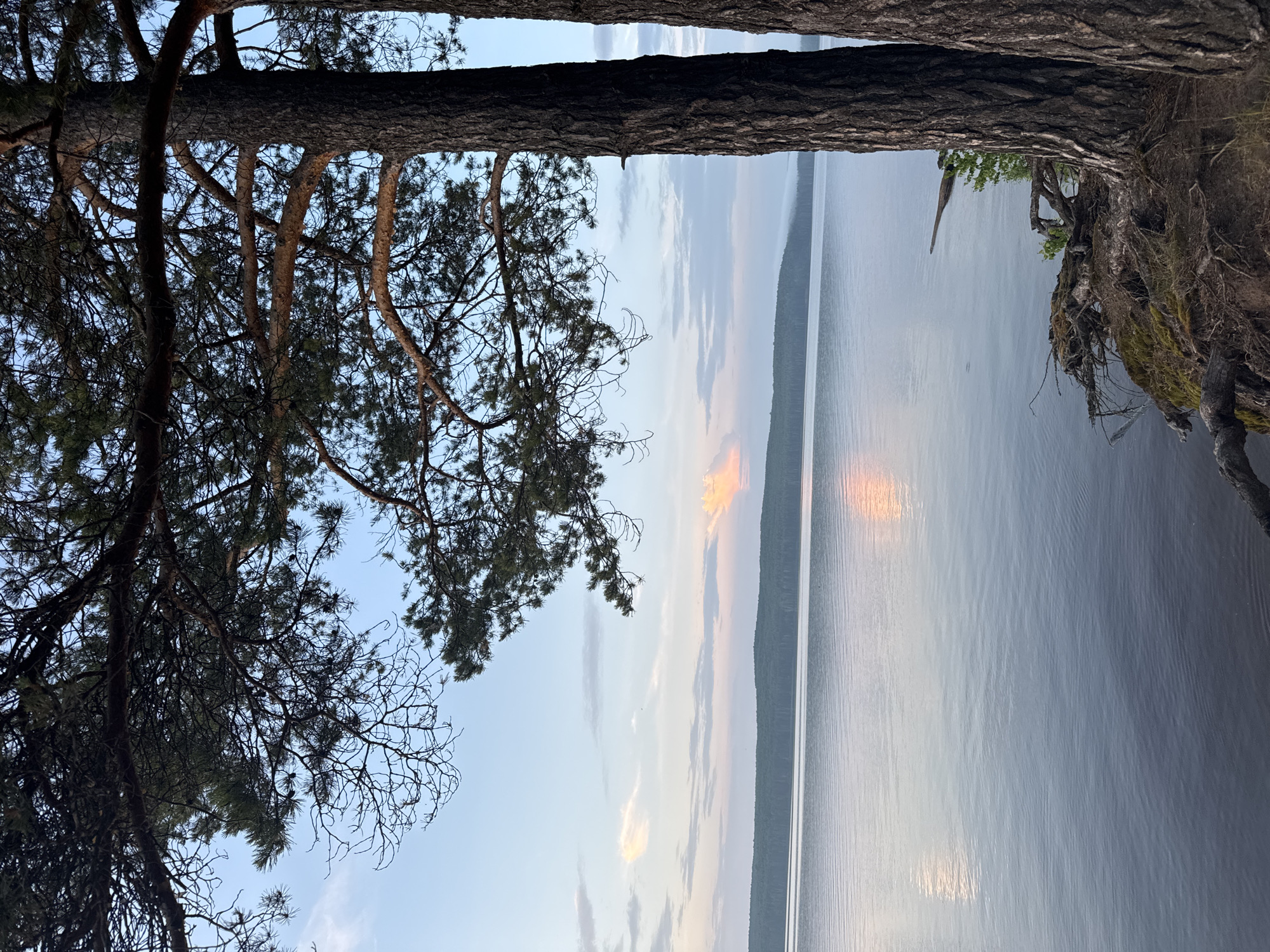 The image depicts a serene natural landscape, likely near the city of Chaikovsky, Russia. Two large pine trees stand prominently in the foreground on the right side of the frame, their textured bark and gnarled roots anchoring them to the mossy cliff edge. Their branches, laden with pine needles, extend outwards, framing the scene.
Beyond the trees, a vast, calm lake stretches out, its surface reflecting the soft hues of the sky. The water appears still, with gentle ripples creating subtle patterns. In the distance, a densely forested shoreline forms a dark, undulating horizon line. The sky above is a gradient of pale blue and soft pinks, transitioning from the light of day to twilight. Scattered, wispy clouds add texture to the sky, and a faint, warm glow, likely from the setting or rising sun, is visible on the water and reflected in the clouds on the horizon. The overall atmosphere is one of tranquility and natural beauty.