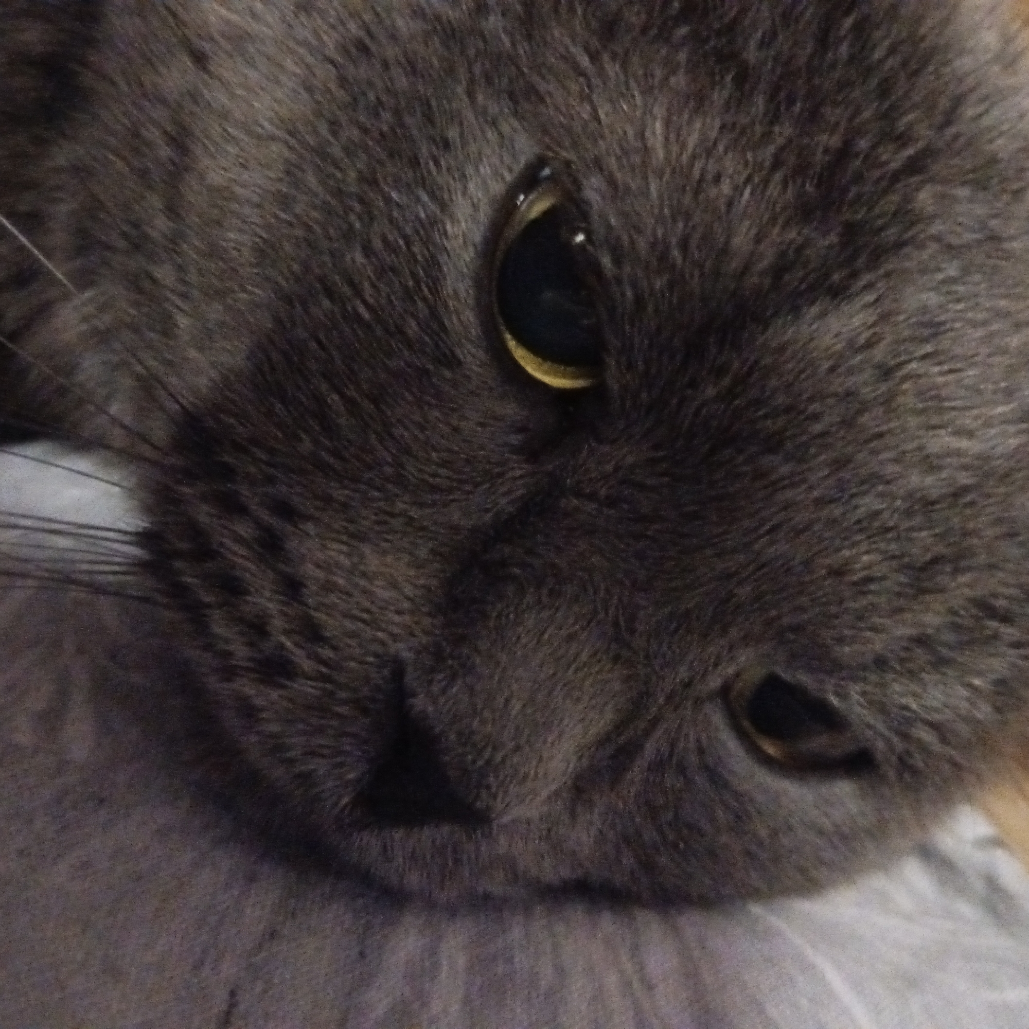 A close-up image shows a gray cat's face. The cat's head is tilted, with one eye visible and open, reflecting light. The fur is dense and gray. The nose is triangular and dark. The location is not evident from the image.
