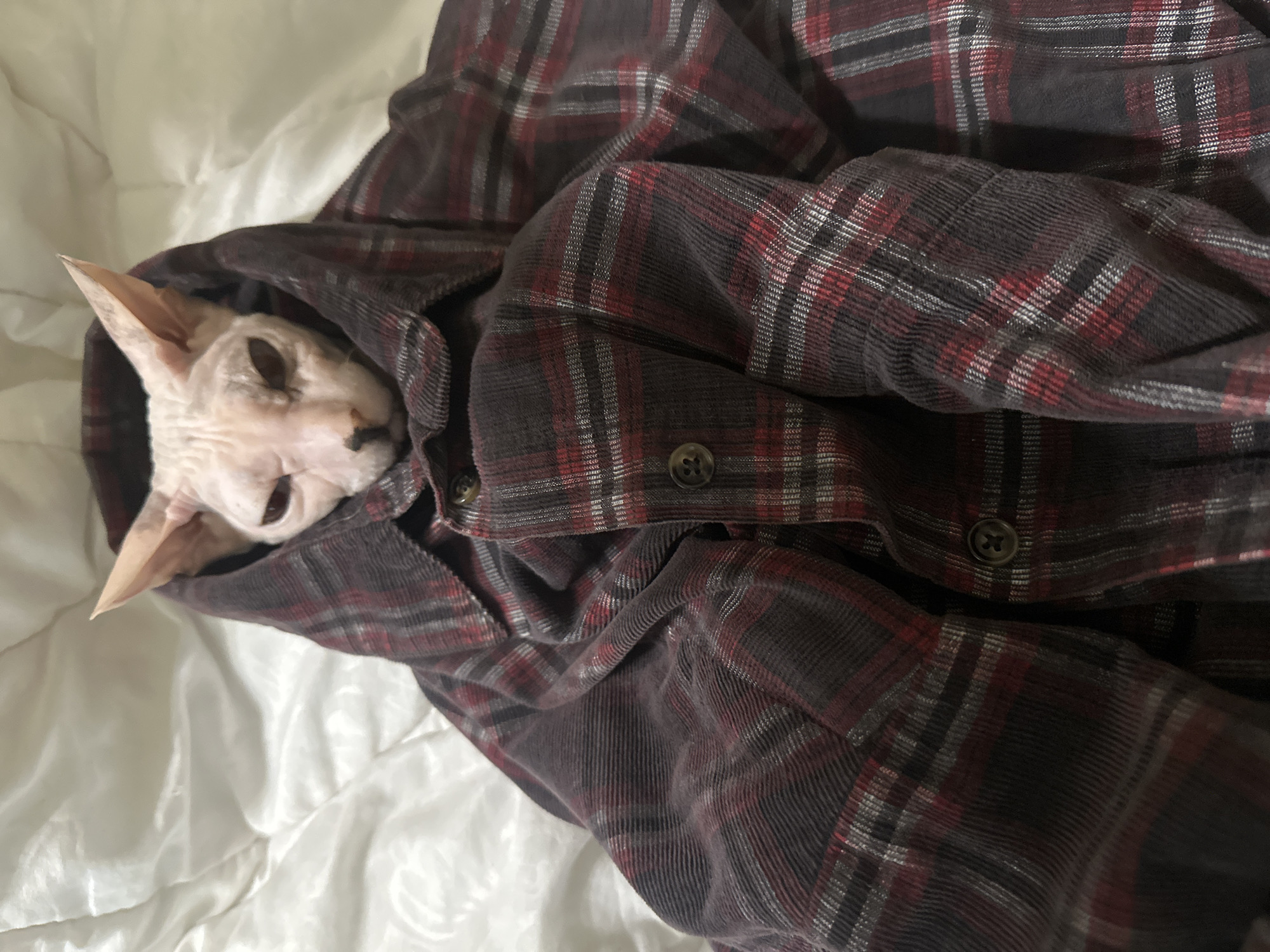 A Sphinx cat is nestled within a red and black plaid shirt, which is draped over it. The cat's pink skin is visible, along with its large ears and narrowed eyes. The shirt is unbuttoned, and the cat's head emerges from the collar area. The background consists of a white, textured surface, likely a bed or blanket. The image does not contain any elements that would allow for the determination of its location in Togliatti, Russia.