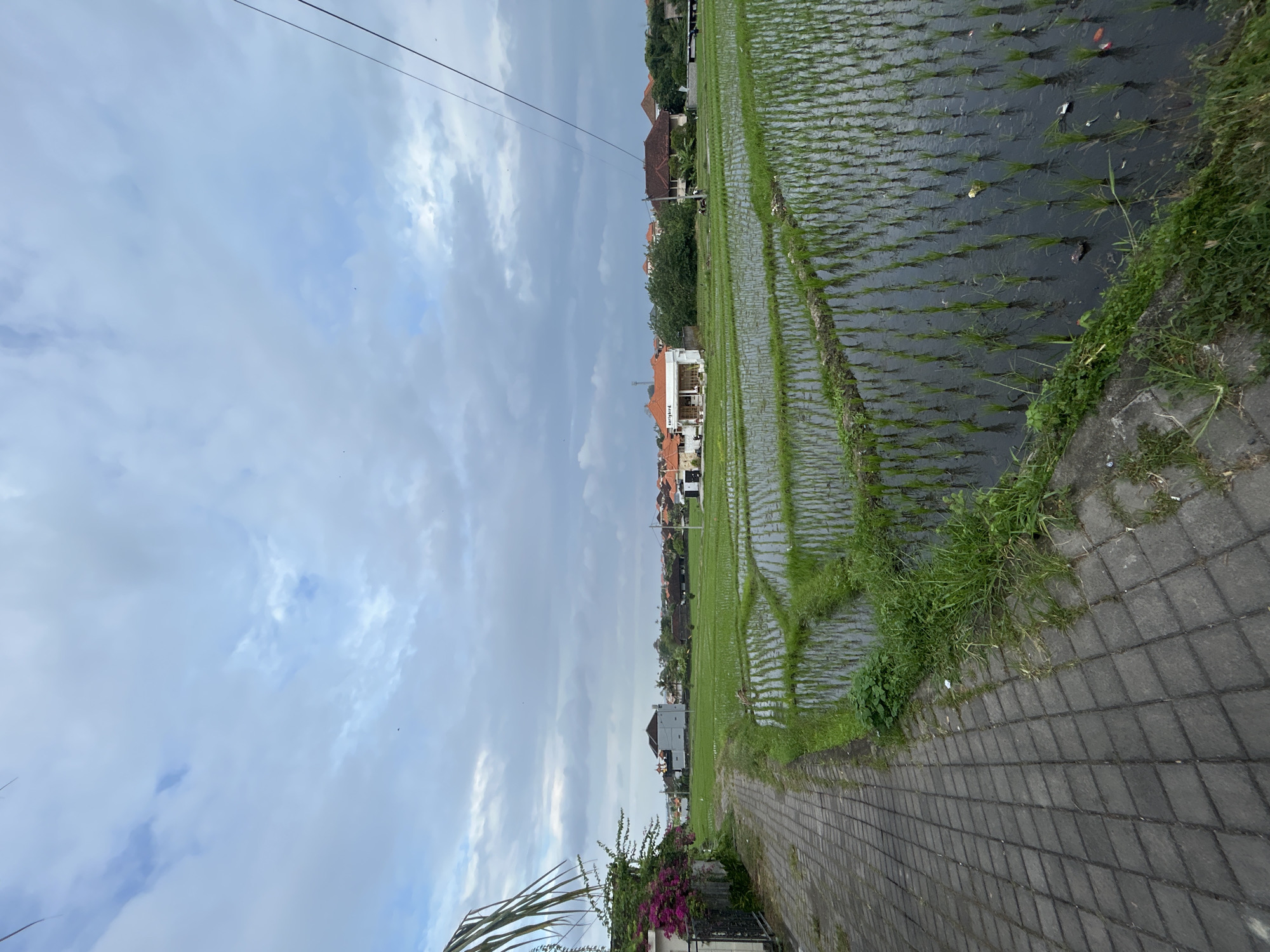 This is a vertical, eye-level, outdoor shot of a rice paddy field in Mengwi, Indonesia. The sky is overcast with gray clouds and hints of blue. A path made of gray paving stones runs along the right side of the image, bordered by green grass and the rice paddy. The rice paddy is flooded with water, with rows of young rice plants visible. There are some scattered pieces of trash in the paddy.
In the background, there are several buildings with orange-tiled roofs and white walls, typical of tropical architecture. Some of these buildings appear to be houses or guesthouses. Trees and foliage are interspersed between the buildings. Overhead, power lines stretch across the sky.
The scene appears calm and serene, typical of a rural landscape. The time of day is likely morning or late afternoon, given the diffused light. The weather is cloudy, suggesting a possibility of rain. There is no visible text in the image. The overall impression is one of a tranquil, agrarian setting in Indonesia.