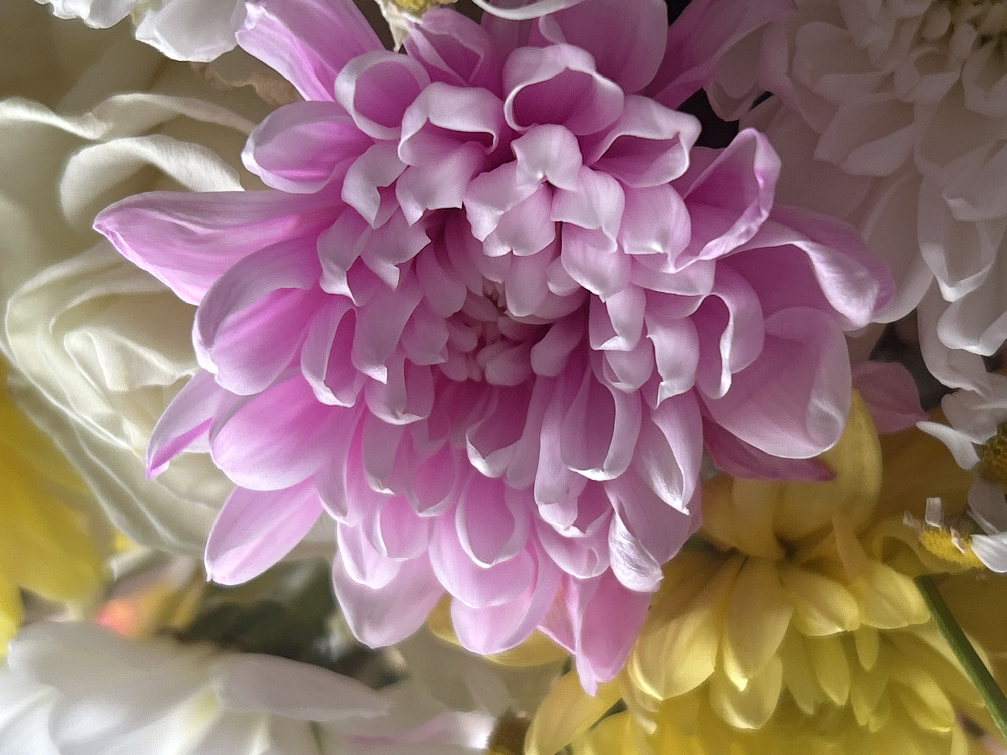 The image is a close-up, vertical shot of a bouquet of flowers. The dominant subject is a large, vibrant pink chrysanthemum in the center, with its petals fanning outwards. To the left and bottom left, there are yellow flowers, possibly chrysanthemums or dandelions. Behind the pink flower, white and cream-colored flowers, possibly roses or dahlias, are visible, with some out of focus. The lighting suggests a bright, possibly natural light source, creating soft highlights and shadows that accentuate the textures of the petals. The background is blurred and indistinct, with hints of green from stems and leaves. There are no people, actions, or interactions depicted. The image does not contain any elements that would allow for the identification of a specific location in Chaikovsky, Russia, or any other city.